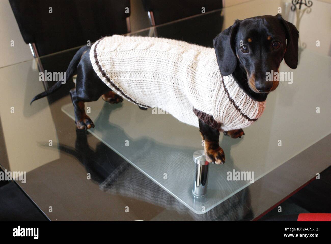 warm weenies dachshund sweaters