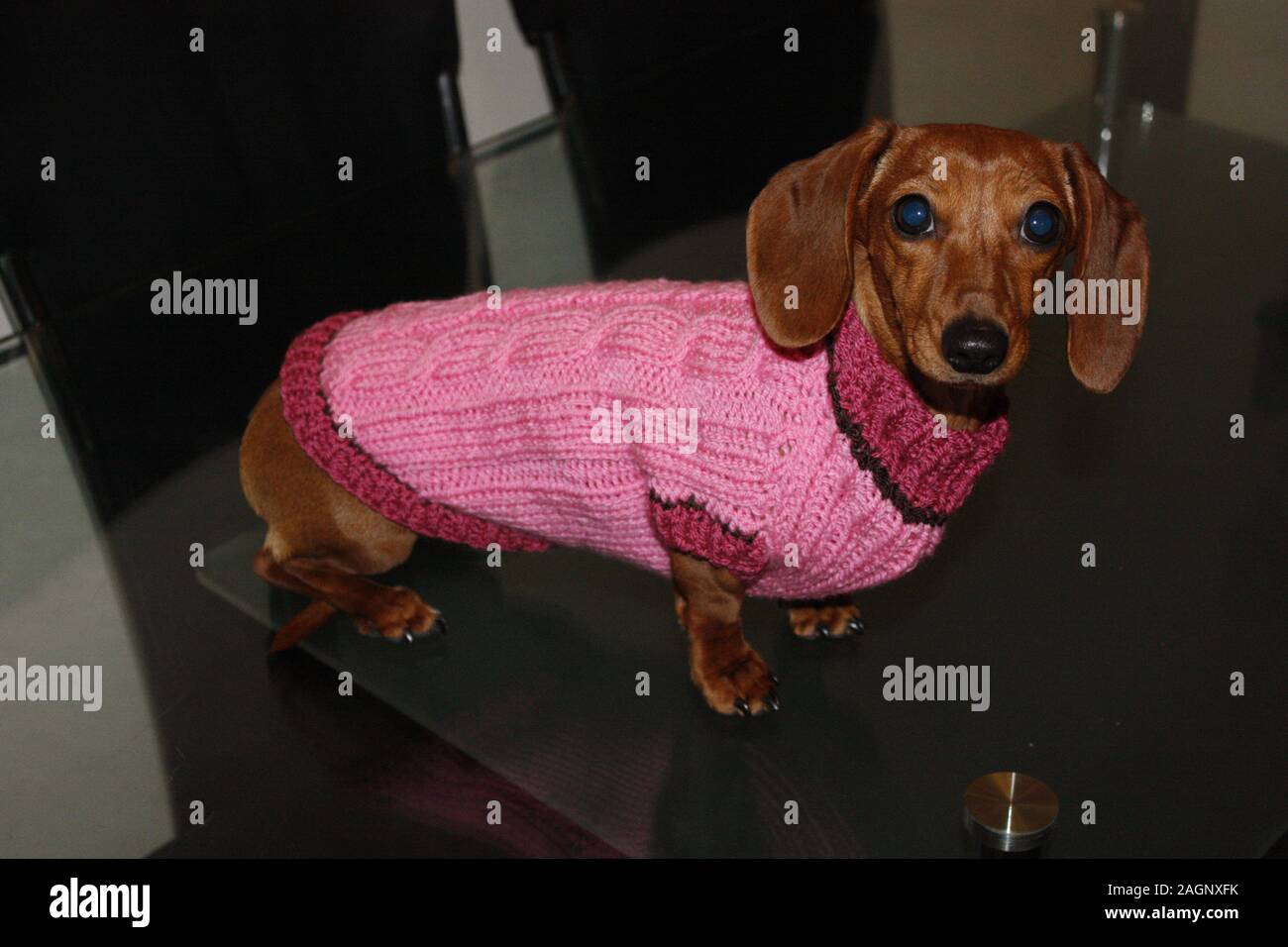 mini dachshund clothes