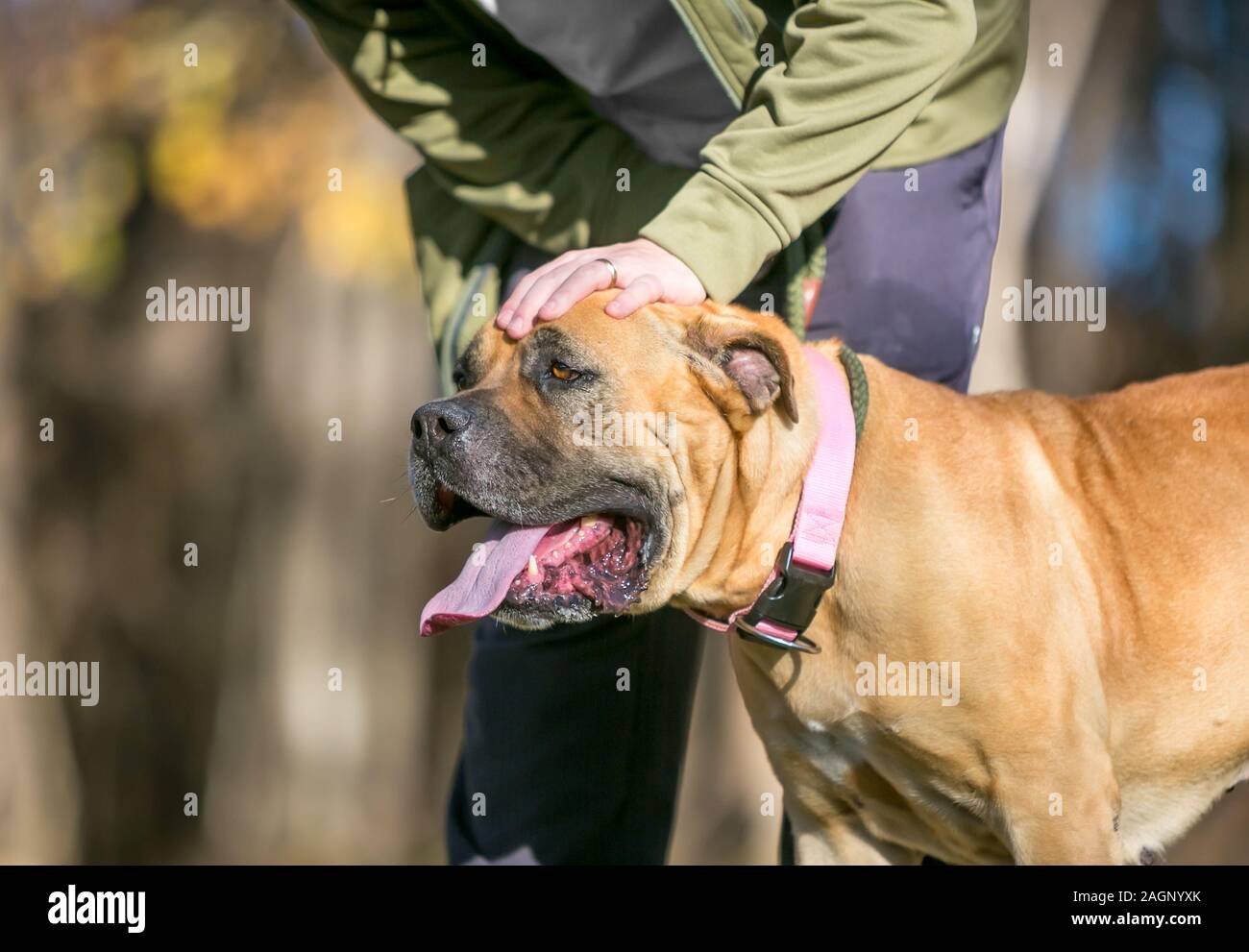 A person petting a brown Mastiff dog on its head Stock Photo