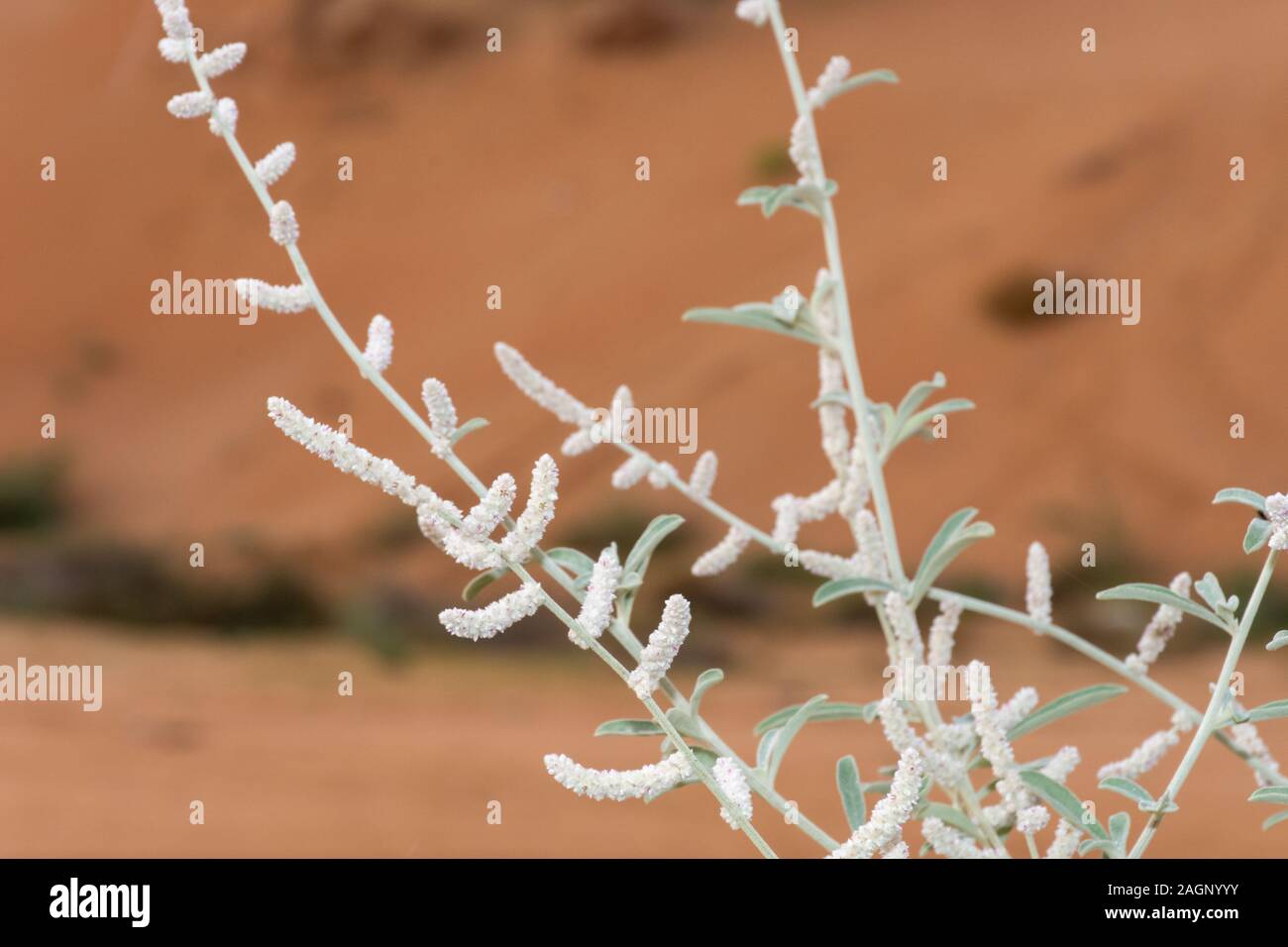 Haloxylon Haloxylon persicum hi-res stock photography and images - Alamy