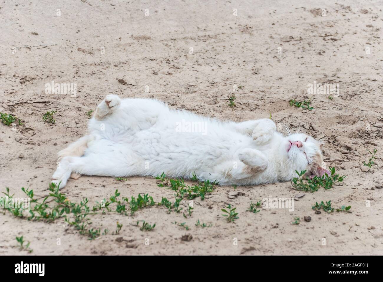 White homeless cat lies on its back in the sand outdoors and artistically depicts a dying victim Stock Photo
