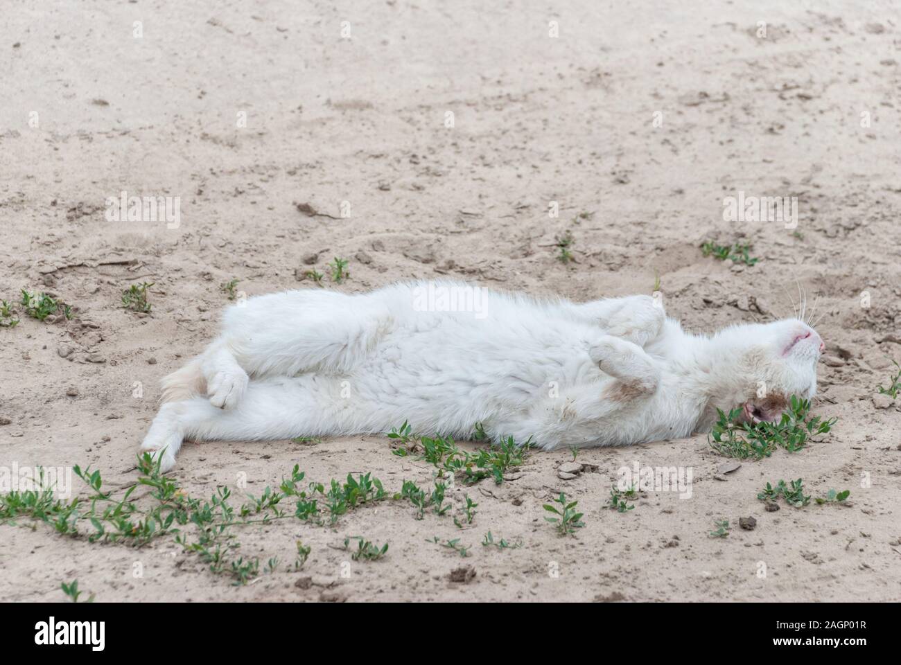 White homeless cat lies on its back in the sand outdoors and artistically depicts a dying victim Stock Photo
