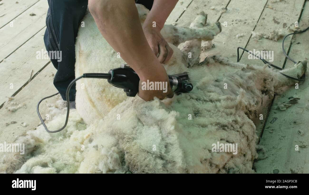 Men shearer shearing sheep at agricultural show in competition