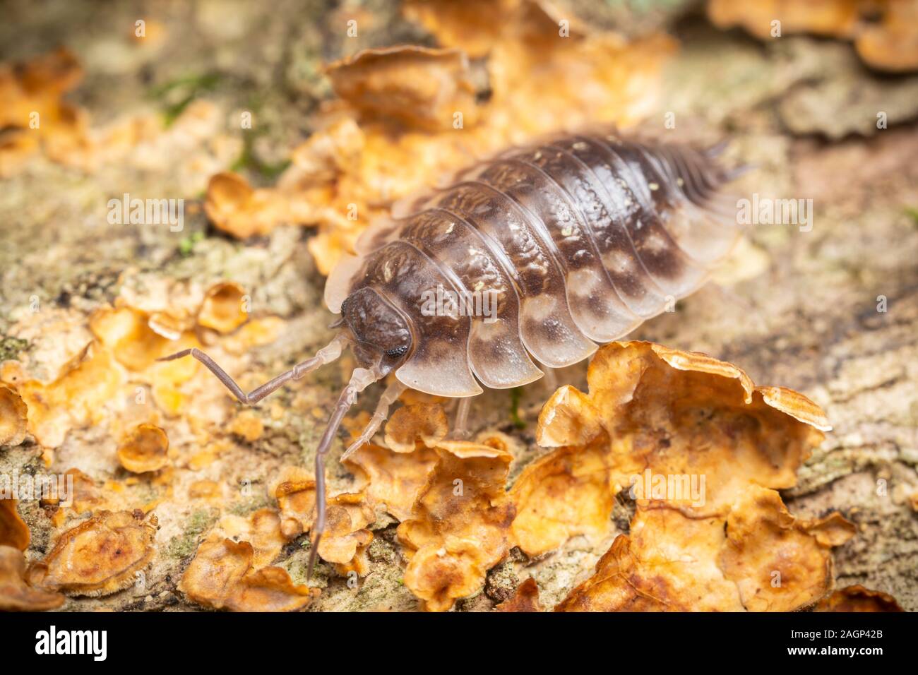A Common Shiny Woodlouse (Oniscus asellus) moves across the surface of a fungus covered log. Stock Photo