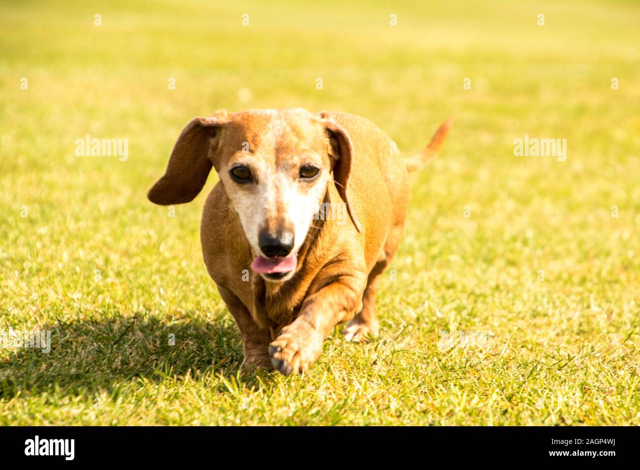 A Miniature Dachshund getting a spot of exercise Stock Photo Alamy