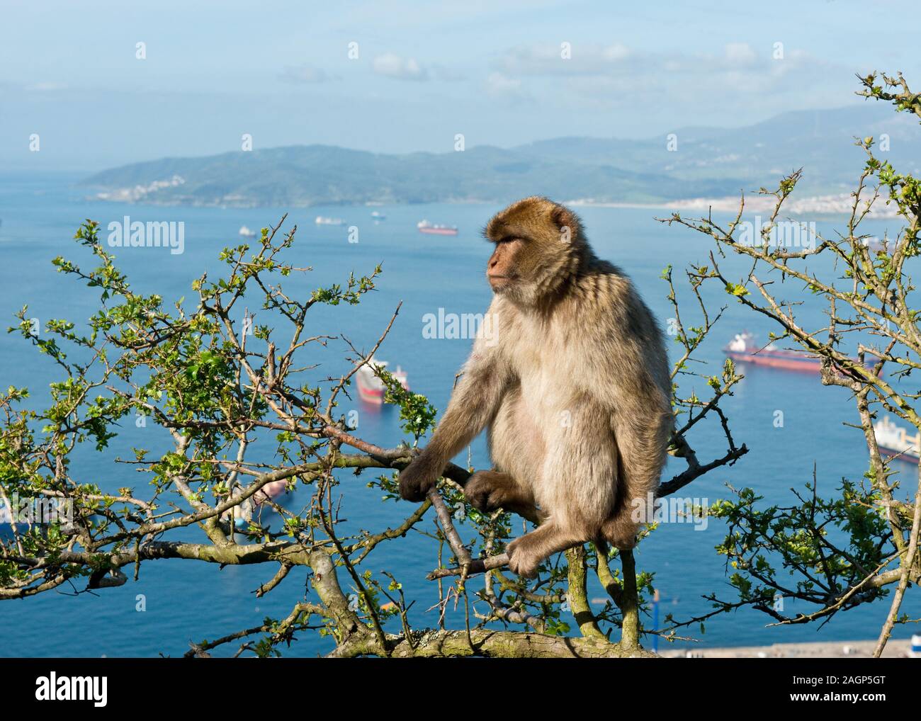 Barbary Macaque (Macaca sylvanus) ape on Rock of Gibraltar. Bay of Gibraltar in background. United Kingdom Stock Photo