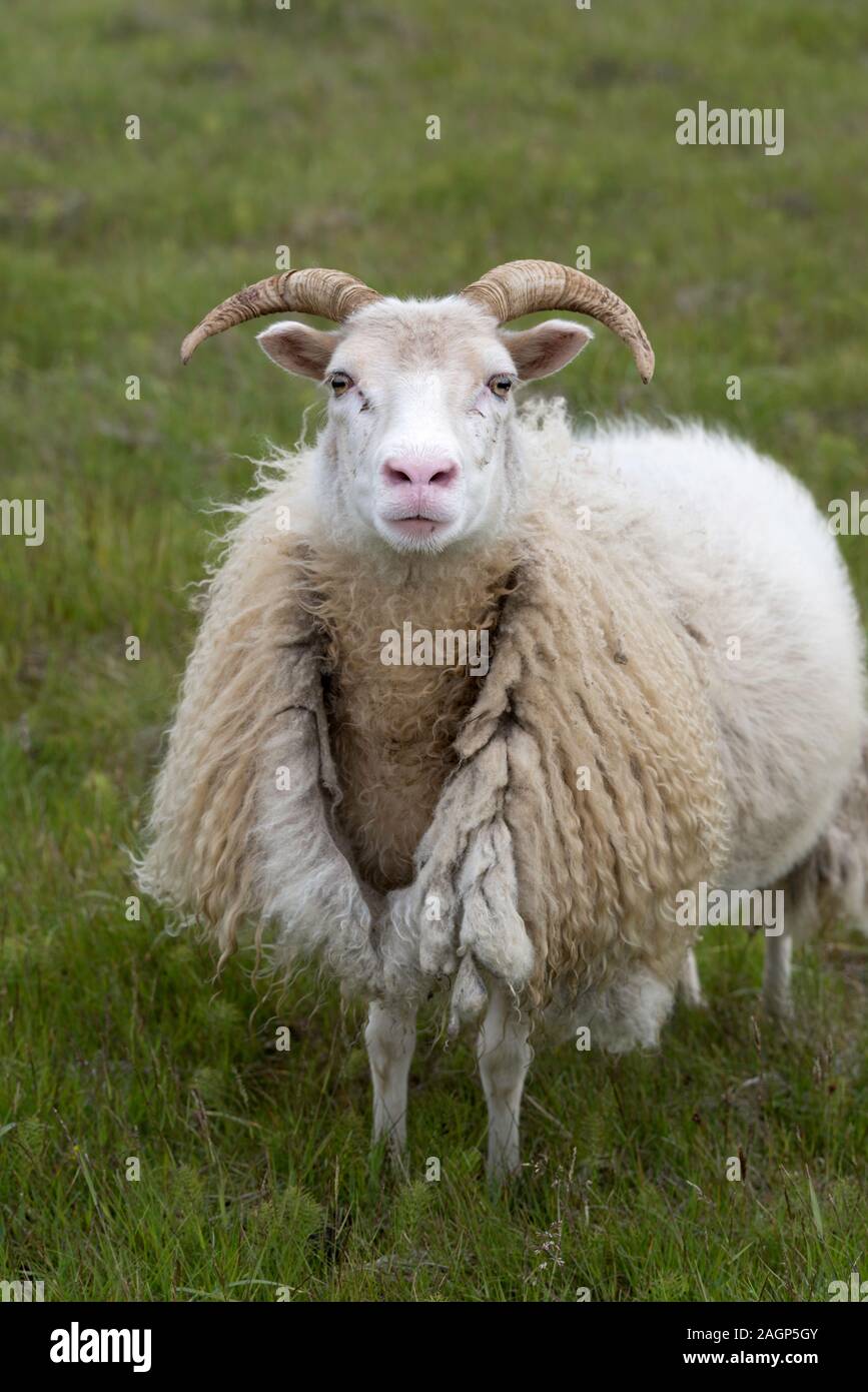 An Icelandic sheep still in winter wool, Heimaey, Westman Islands Stock Photo