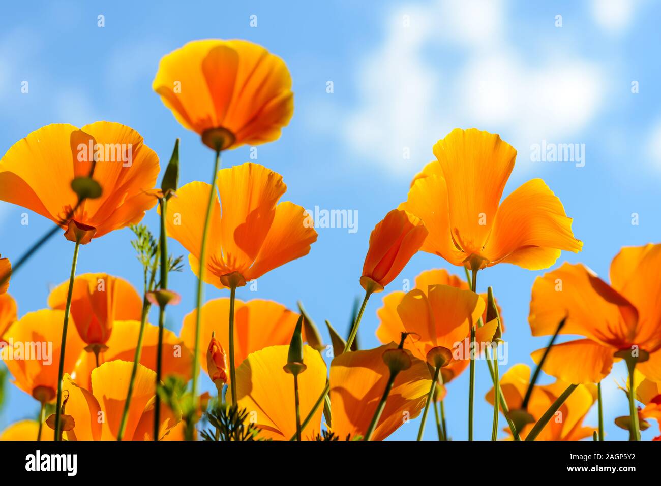 Save The Bay SF on Twitter Getting tired of your background in Zoom  Download this photo and have your next meeting in a field of California  Poppies httpstcofhj6vbF3gg  Twitter