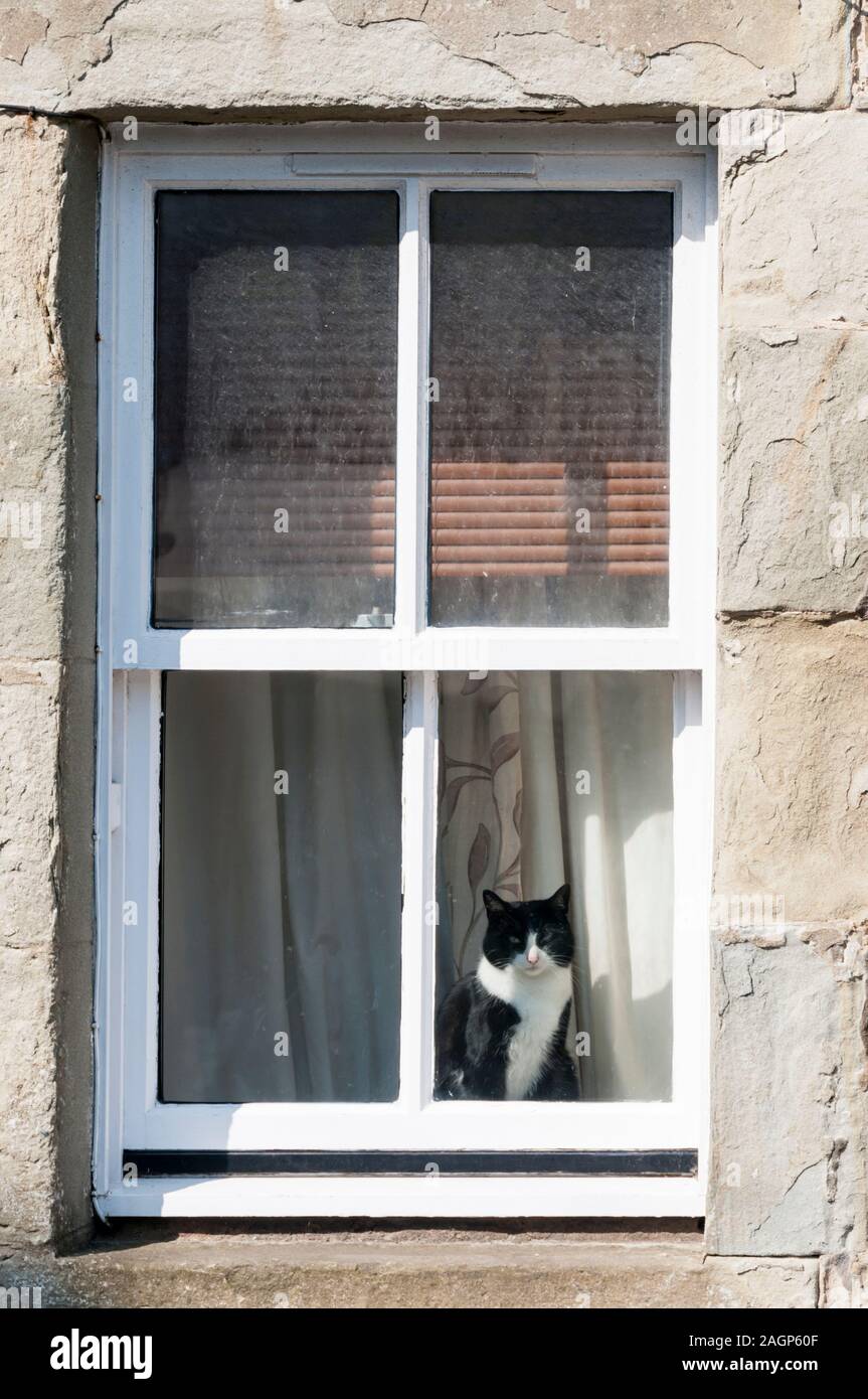 An unimpressed black & white cat looking out of a house window on a sunny day. Stock Photo