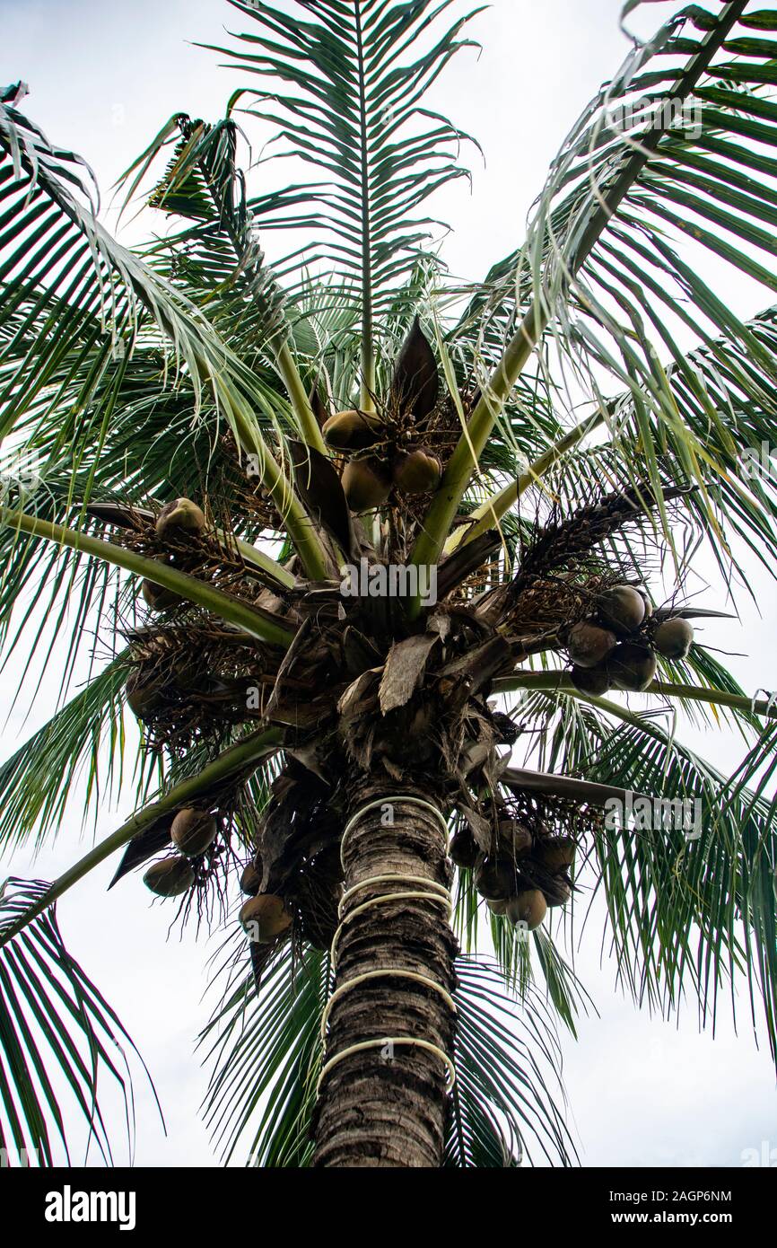 Tall coconut tree hires stock photography and images Alamy