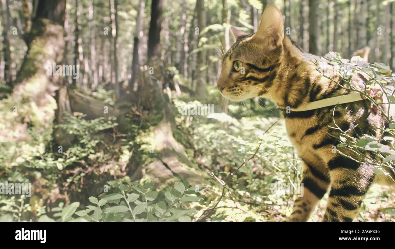 asian forest cat