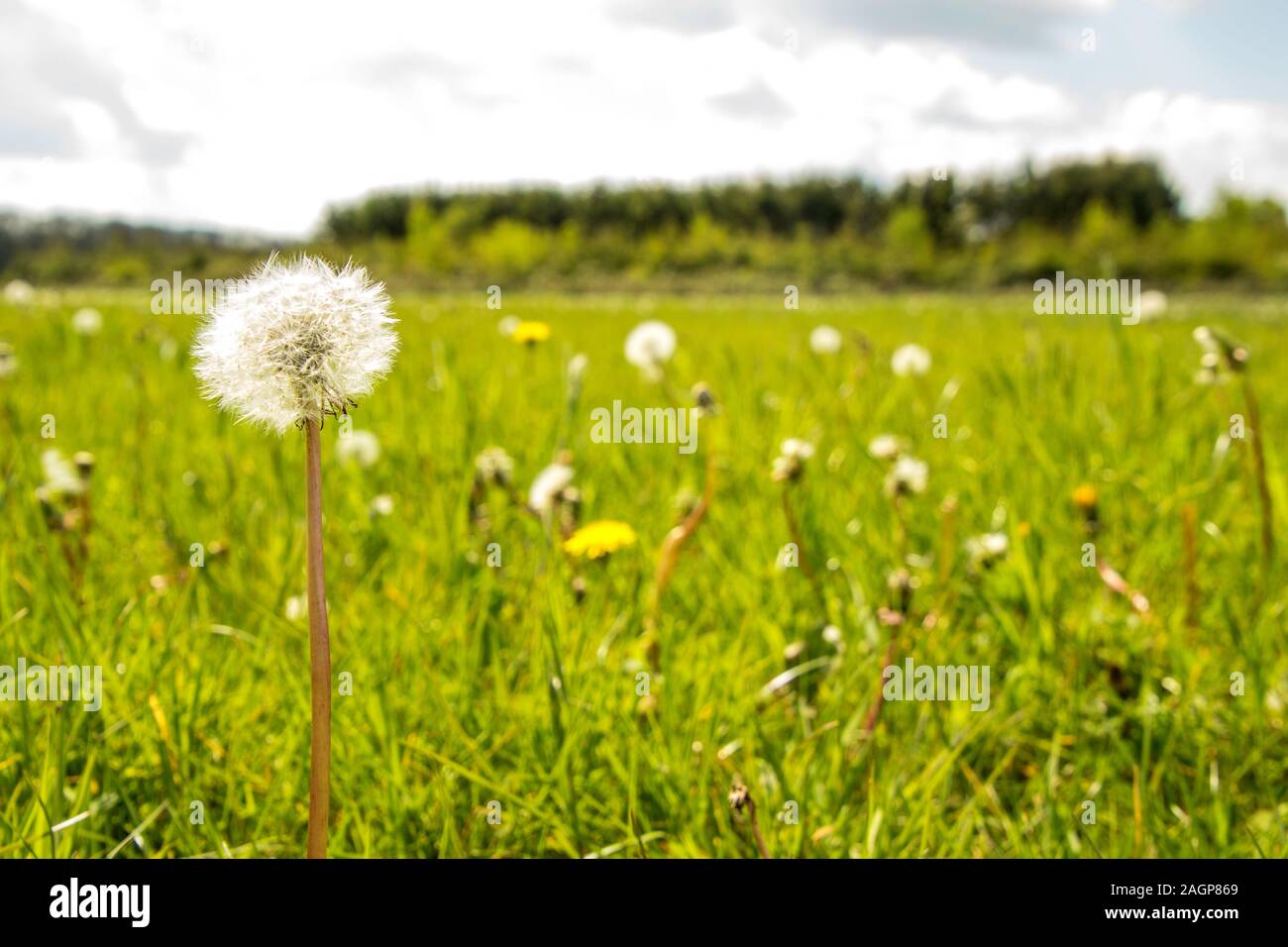 One of the most common flowers / weeds known, a Dandelion. With it's flourishing wishes it