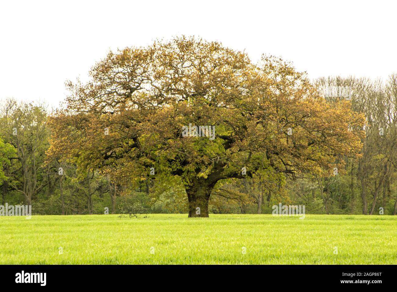 A lovely green tree stands alone in the middle of a wheat field Stock ...