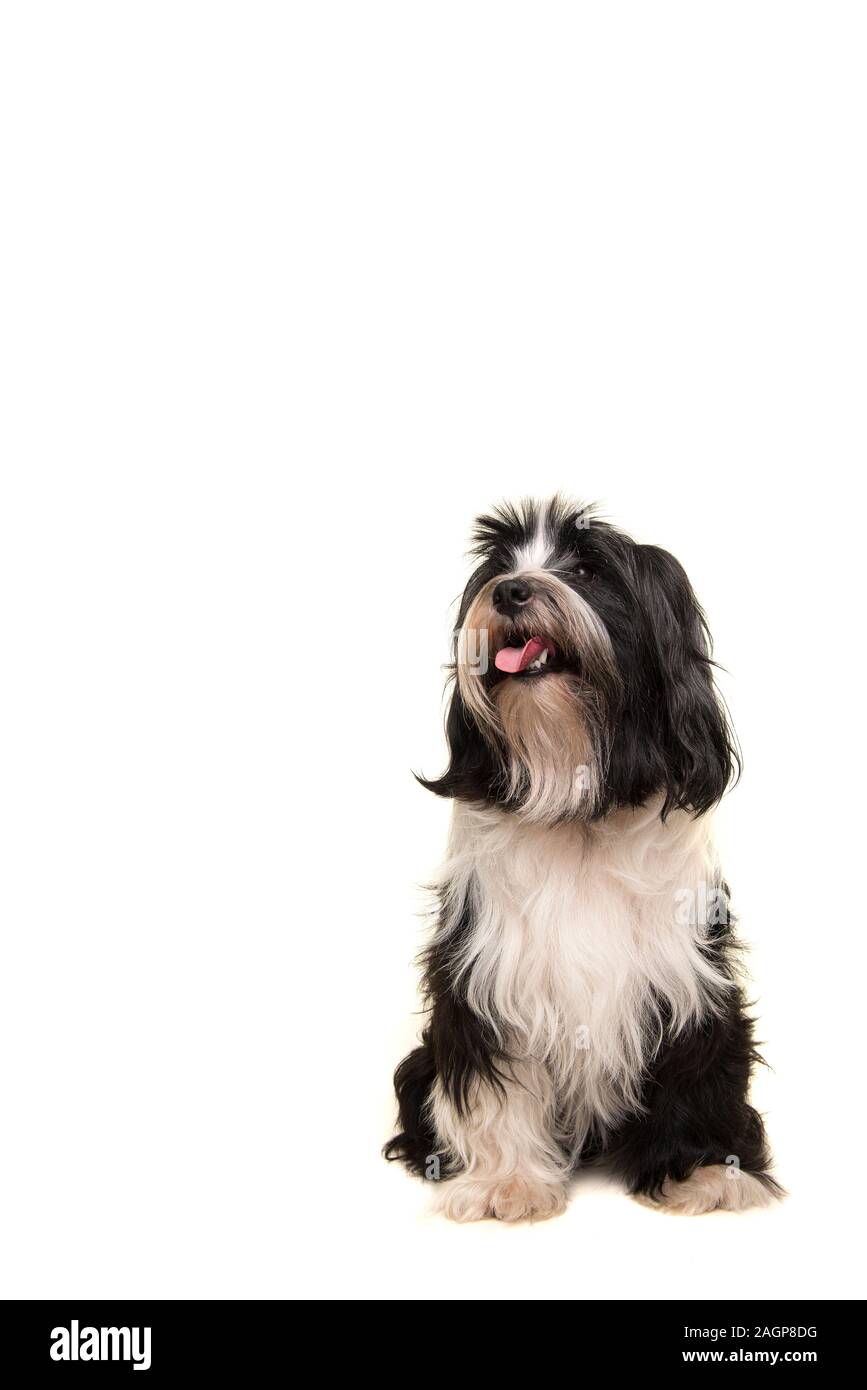 small tibetan terrier