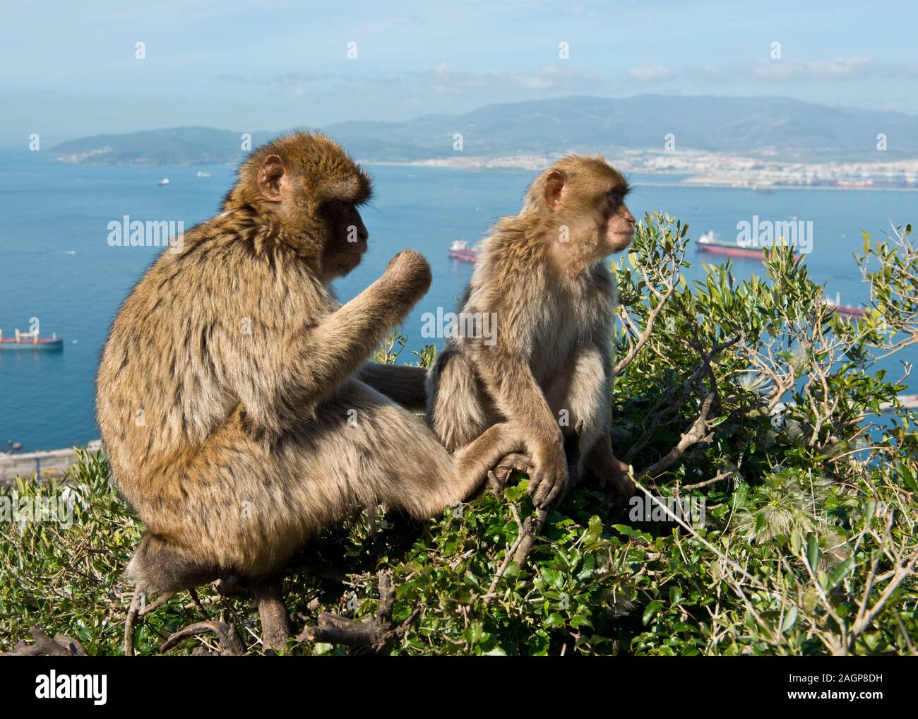 Two Barbary Macaque (Macaca sylvanus) ape on Rock of Gibraltar. Bay of Gibraltar in background. United Kingdom Stock Photo