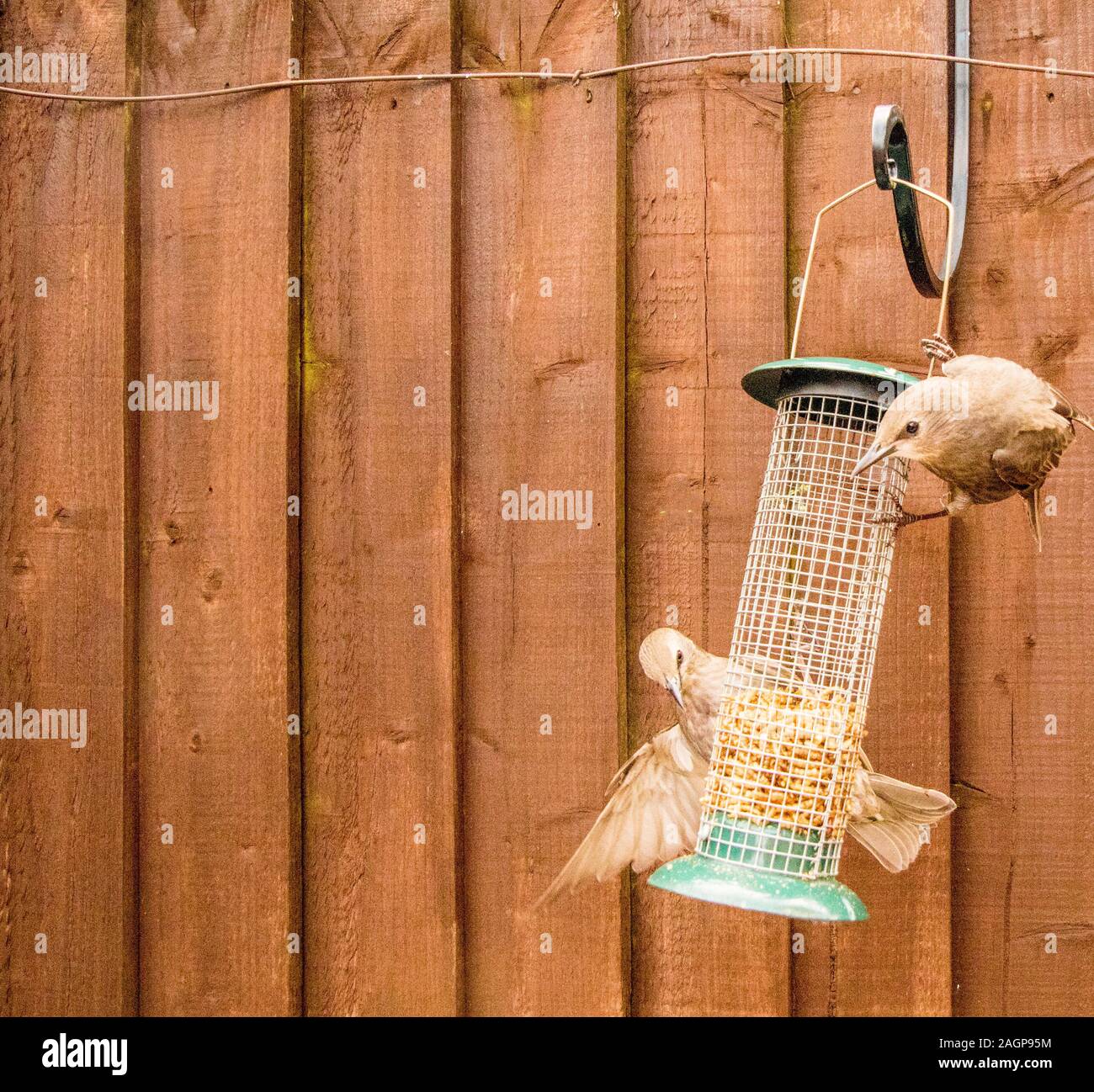 Starling birds eat from a bird feeder in a typical garden, in the