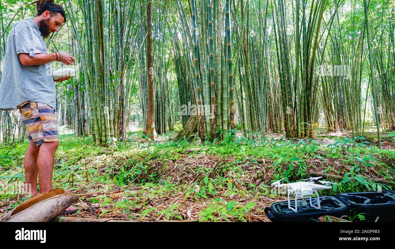 Spectacular bamboo forest and a young male with a drone ready for filming. Beautiful bright view of amazing Costa Rican nature. Stock Photo