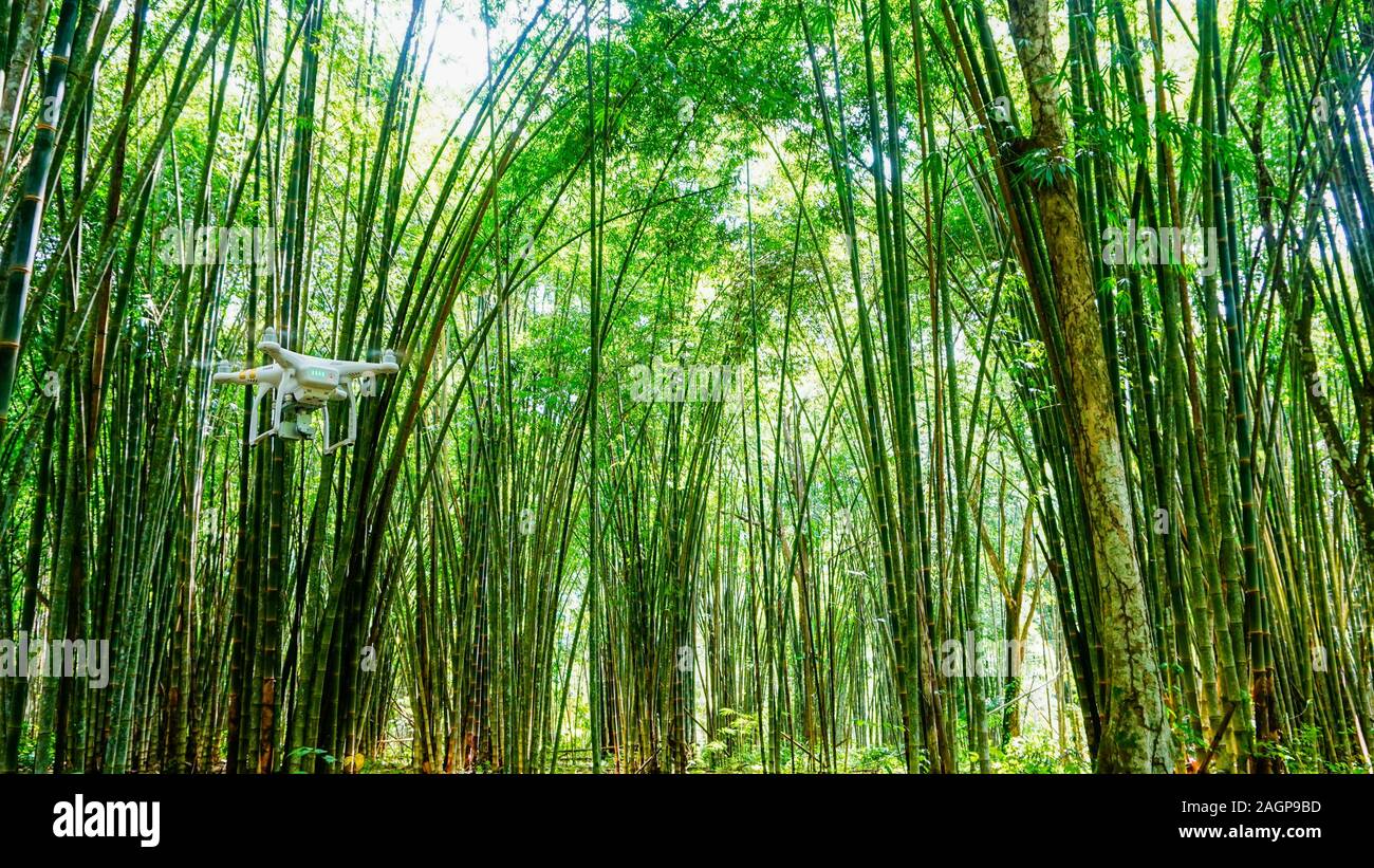 Spectacular bamboo forest and a drone levitating and ready for filming. Beautiful bright view of amazing Costa Rican nature. Stock Photo