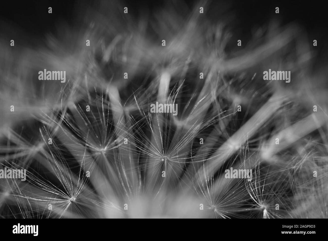 Yellow flowers dandelions on Black and White Stock Photos & Images - Alamy