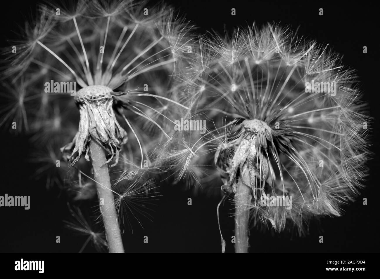 Dandelion field Black and White Stock Photos & Images - Alamy