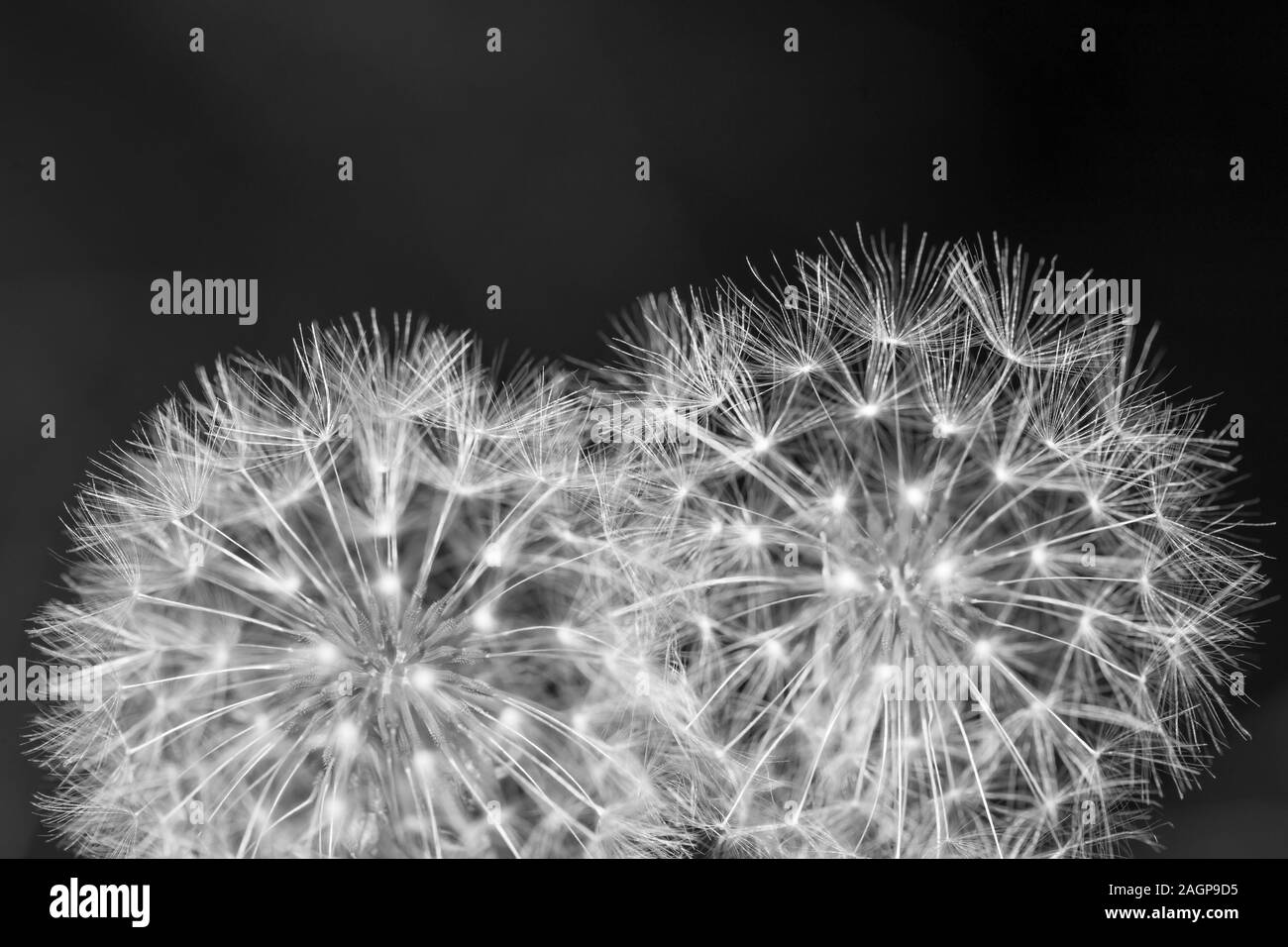 Dandelion field Black and White Stock Photos & Images - Alamy