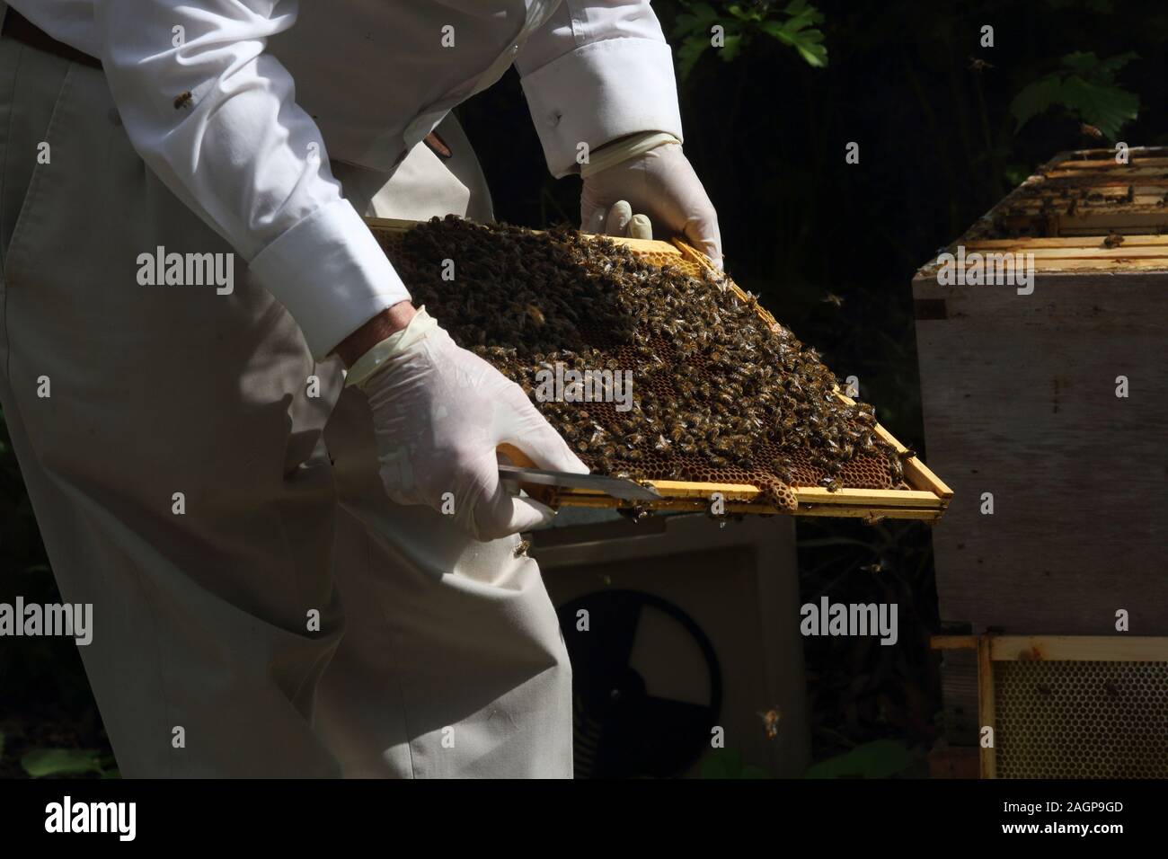 Beekeeper Holding Frame from A Beehive With Honey Bees Queen cell on edge of frame Surrey England Stock Photo