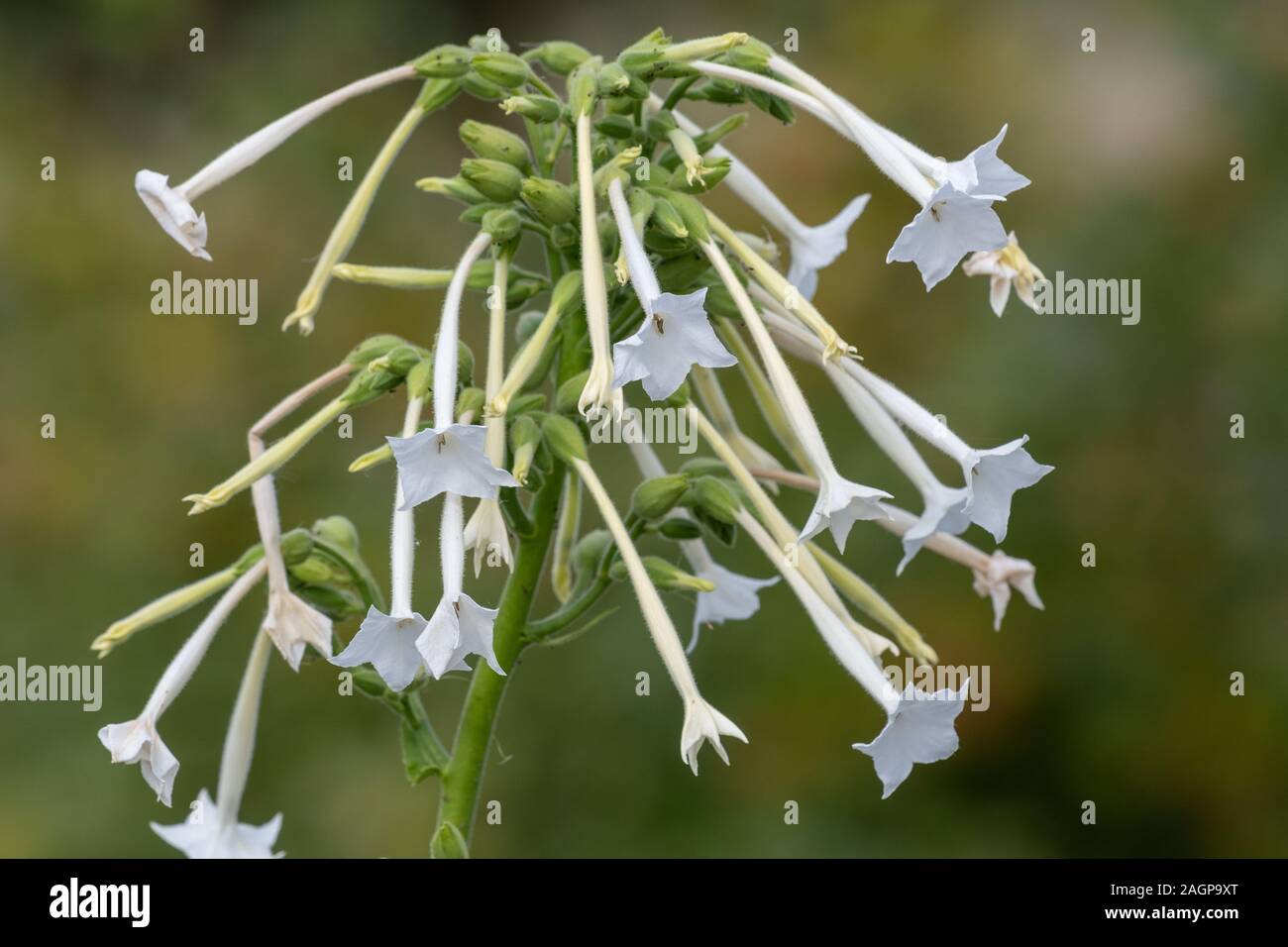 Close up of flowering tobacco (nicotiana sylvestris) in bloom. Stock Photo