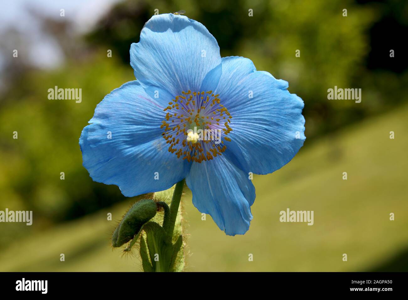 Himalayan Blue Poppy Growing in garden Surrey England Stock Photo