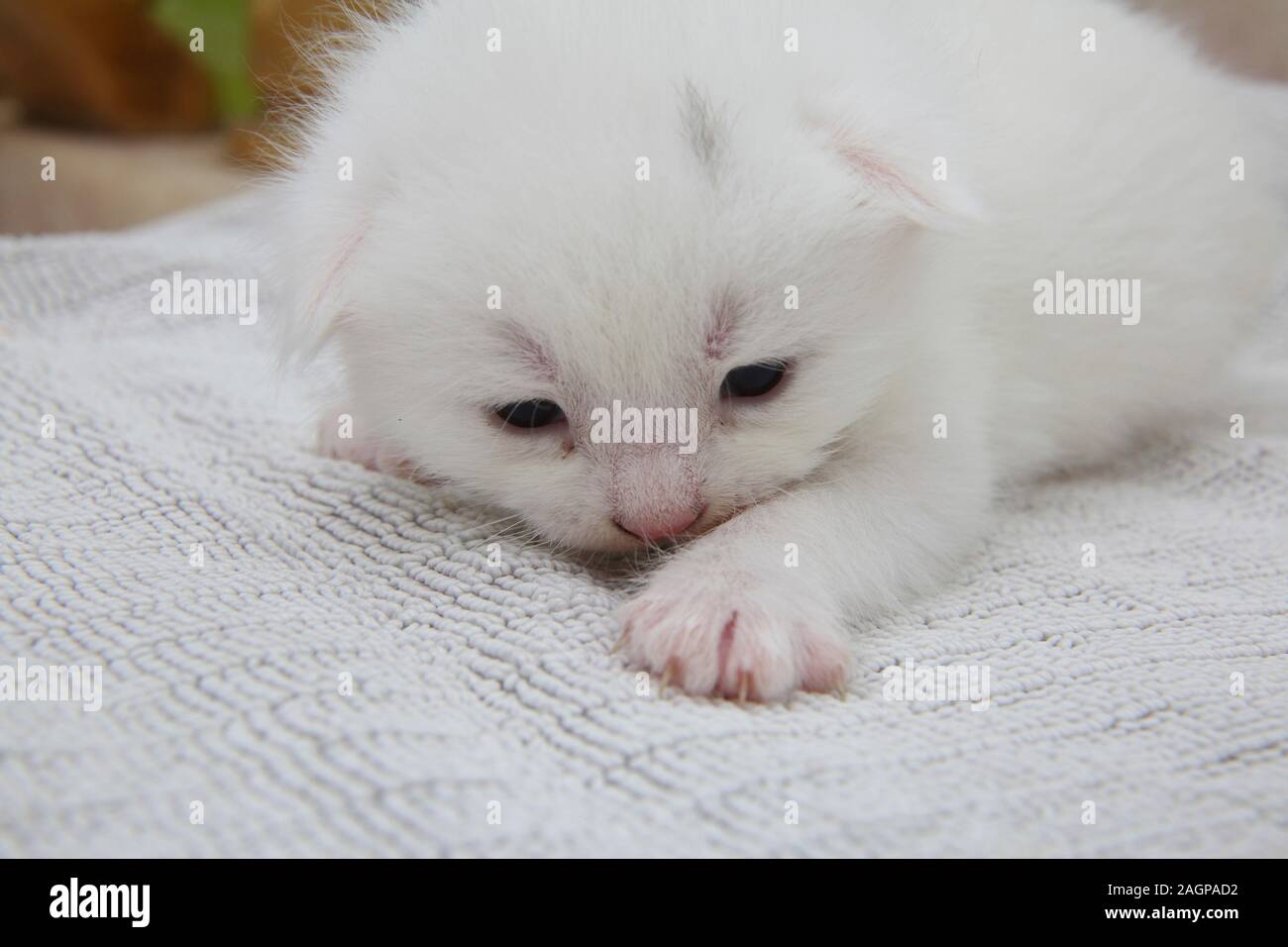 Two Week Old White Kitten with Grey Markings on head Part Turkish Angora  Stock Photo - Alamy