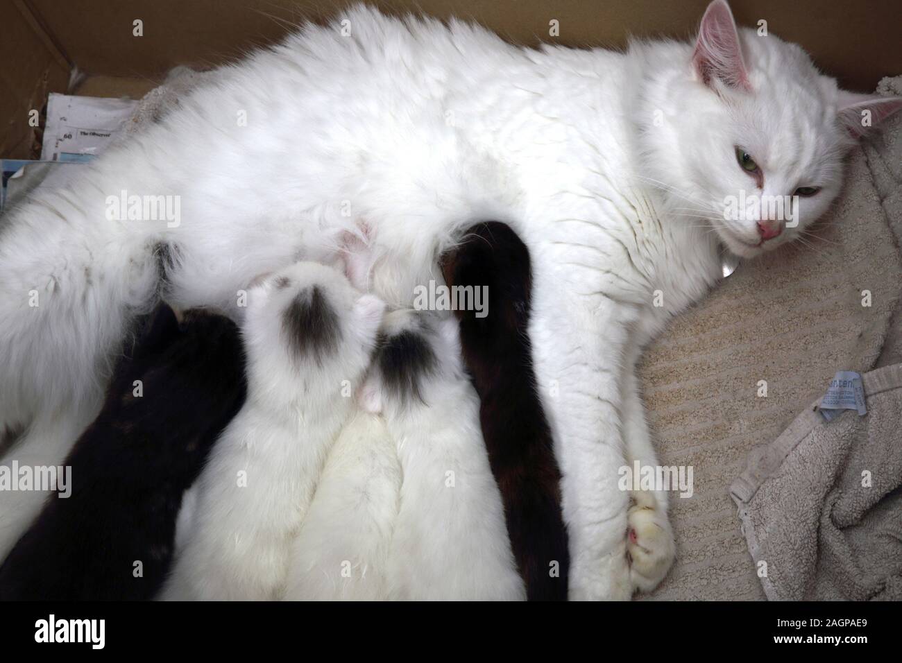White Turkish Angora Cat Feeding her Two Week Old Kittens Stock Photo