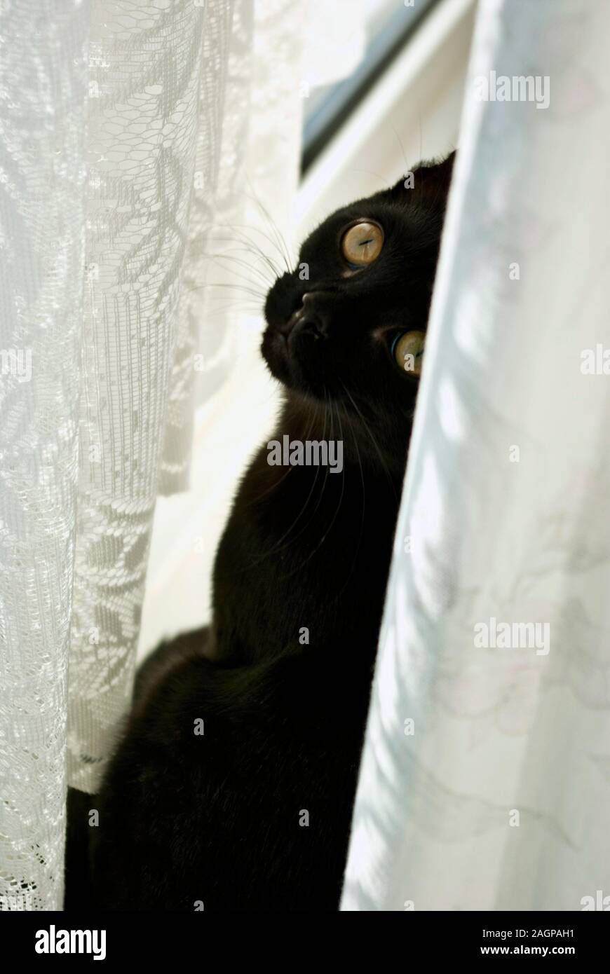Lucy the black kitten watching people walking past the window. Stock Photo