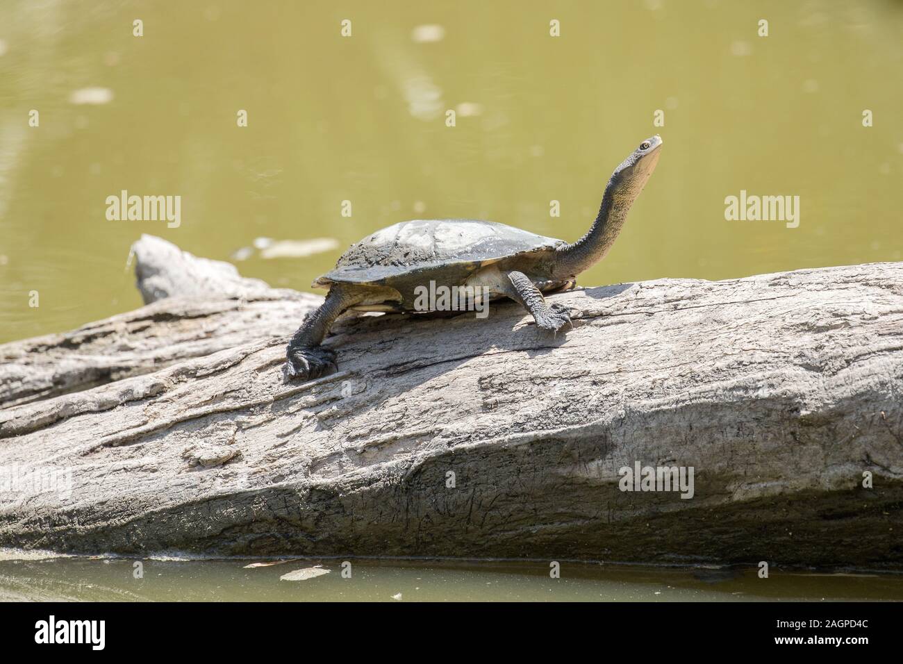 Eastrn Long-necked Turtle basking on log Stock Photo