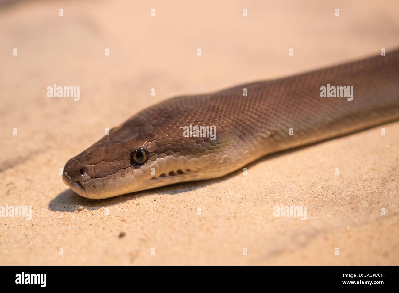 Olive python hi-res stock photography and images - Alamy