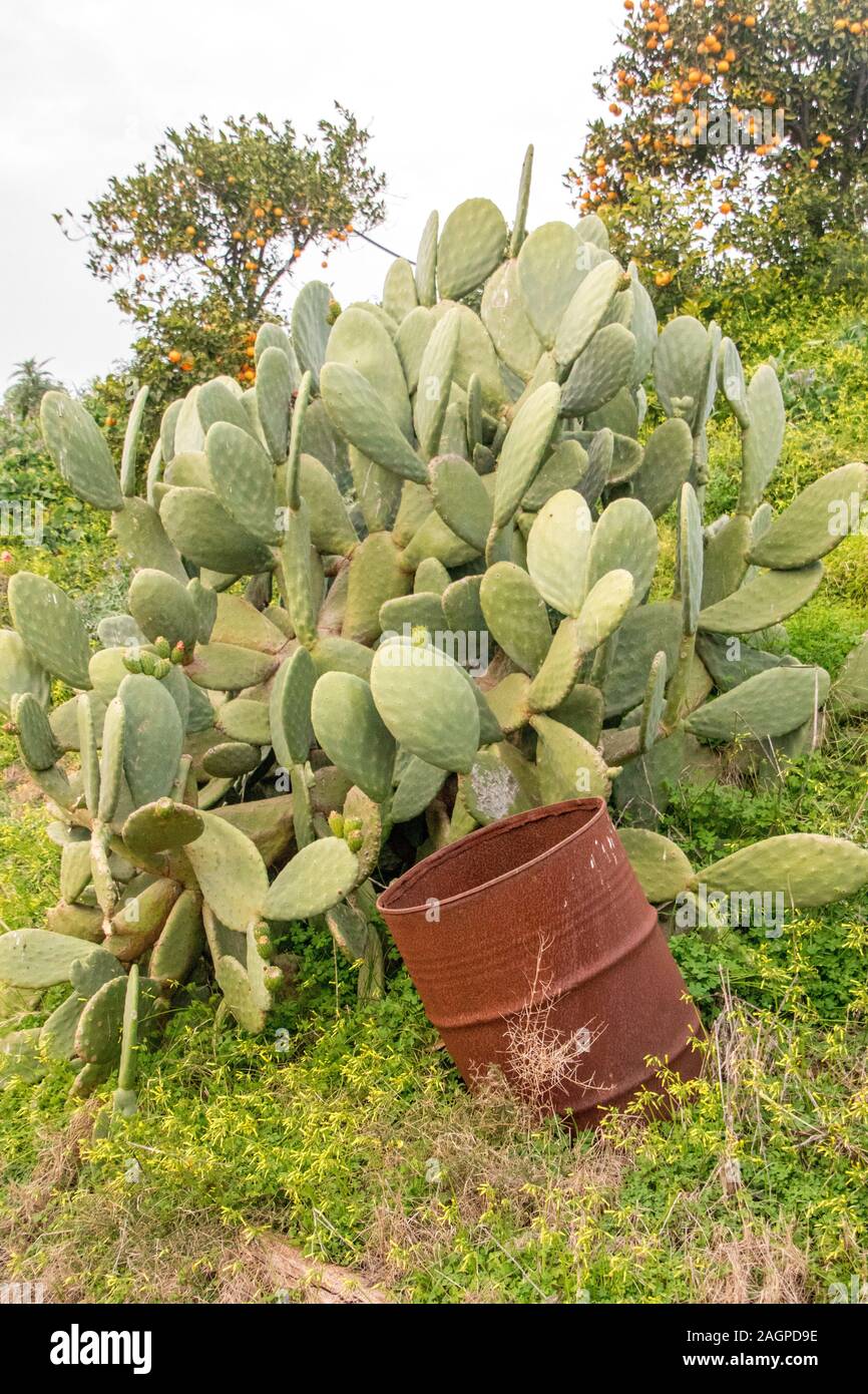 Typical Sicilian cactus plants growing on farmland in the countryside