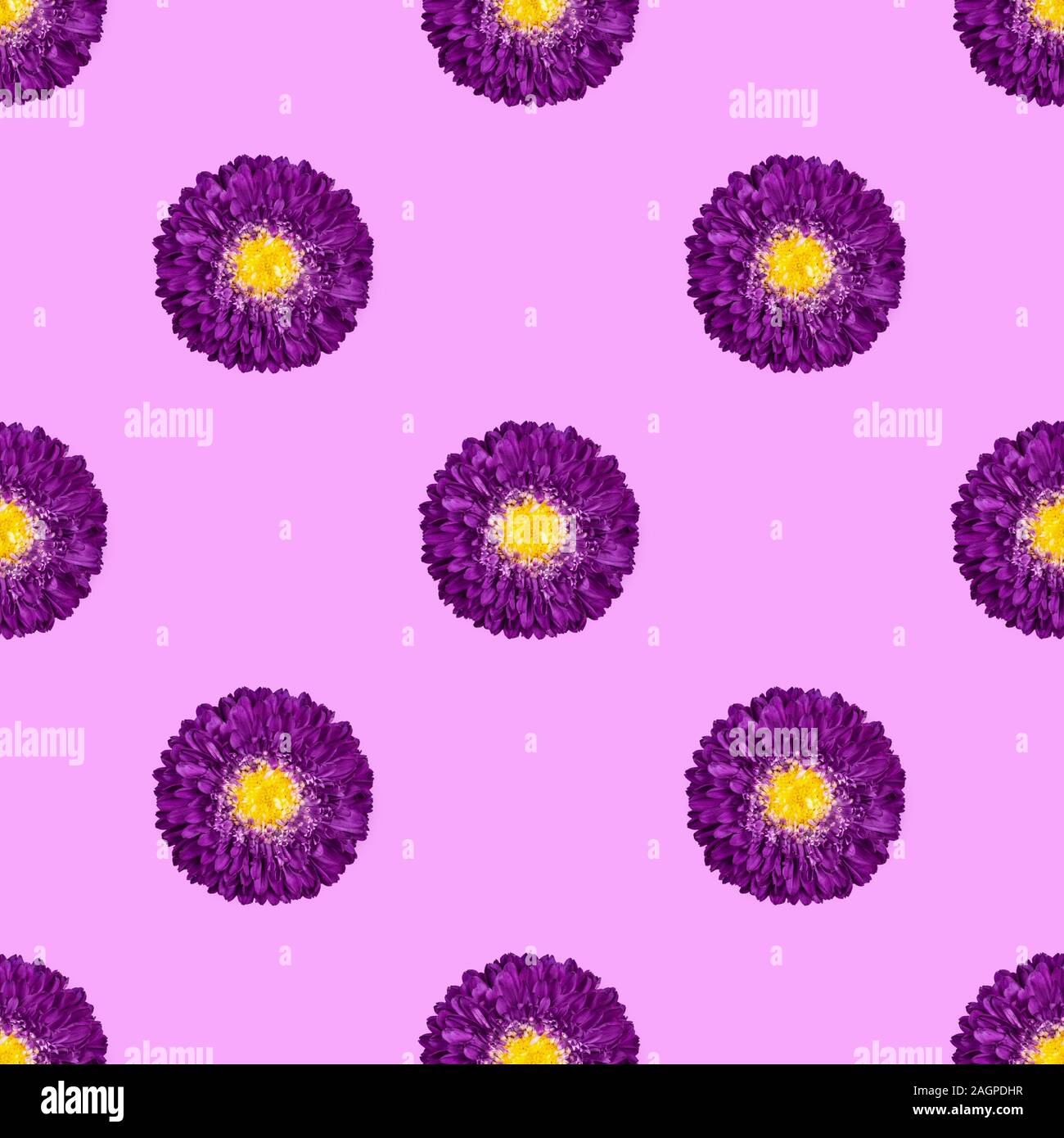 Seamless pattern with purple Aster flowers on pink background. Floral pattern. Tropical abstract background. Stock Photo