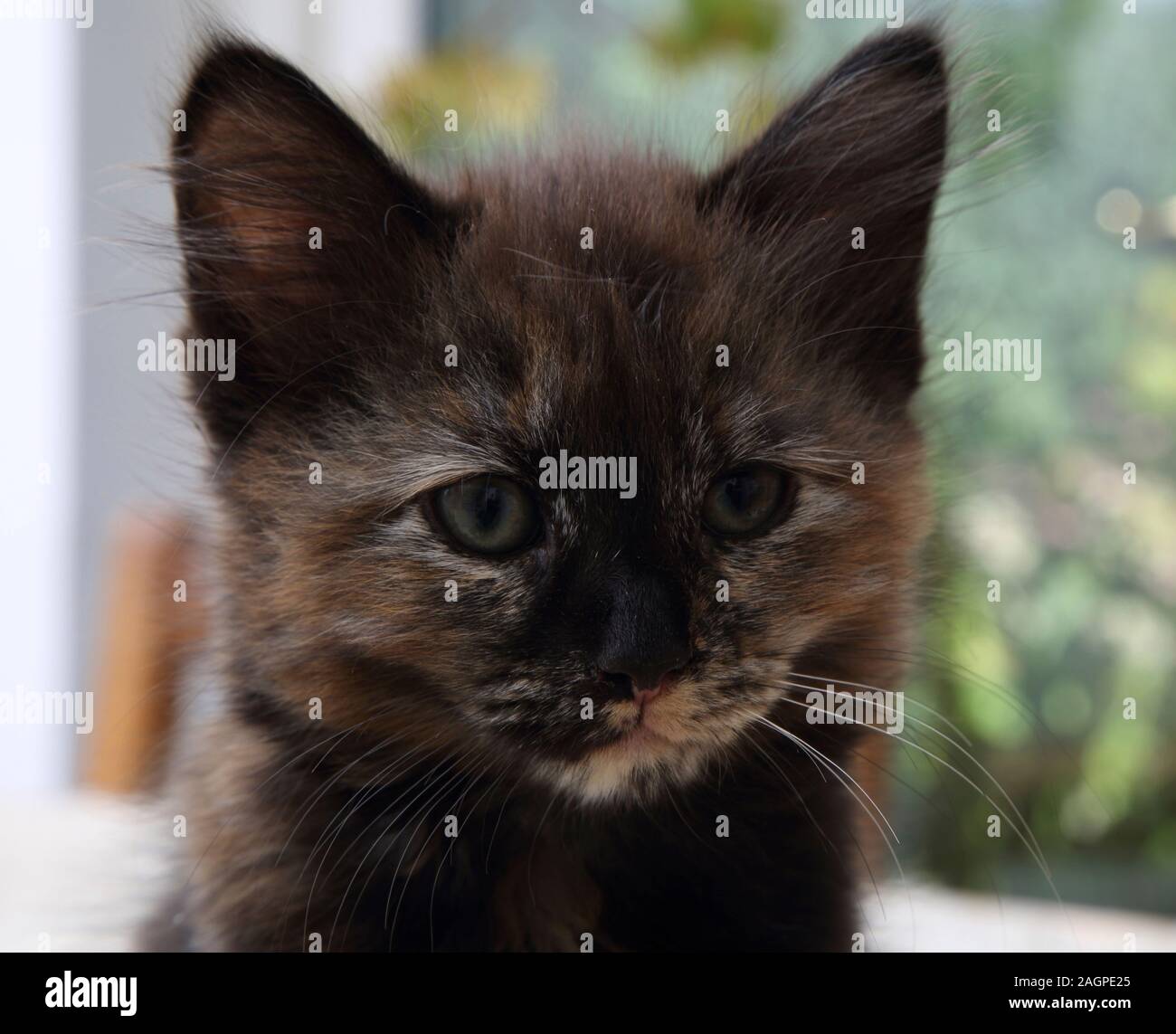Portrait of 10 Week Old Kitten Turkish Angora Cross Female Tortoiseshell Stock Photo Alamy