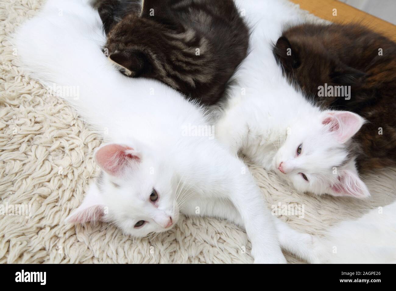 10 Week Old Kittens Turkish Angora Cross - Tabby, Tortoiseshell and