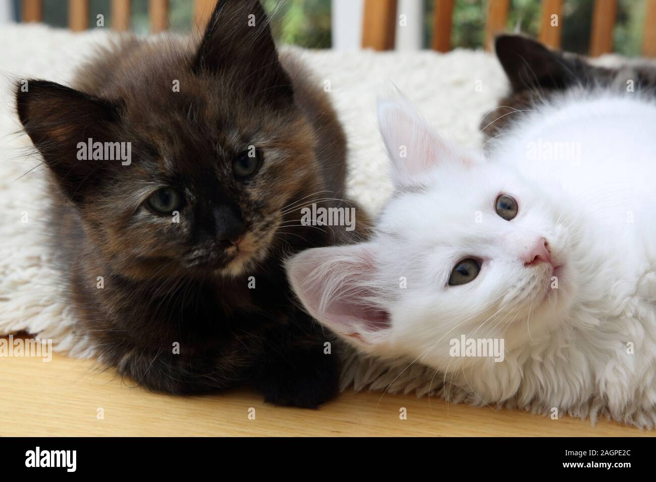 10 Week Old Kittens Turkish Angora Cross Tortoiseshell And White With Grey Markings Stock Photo Alamy
