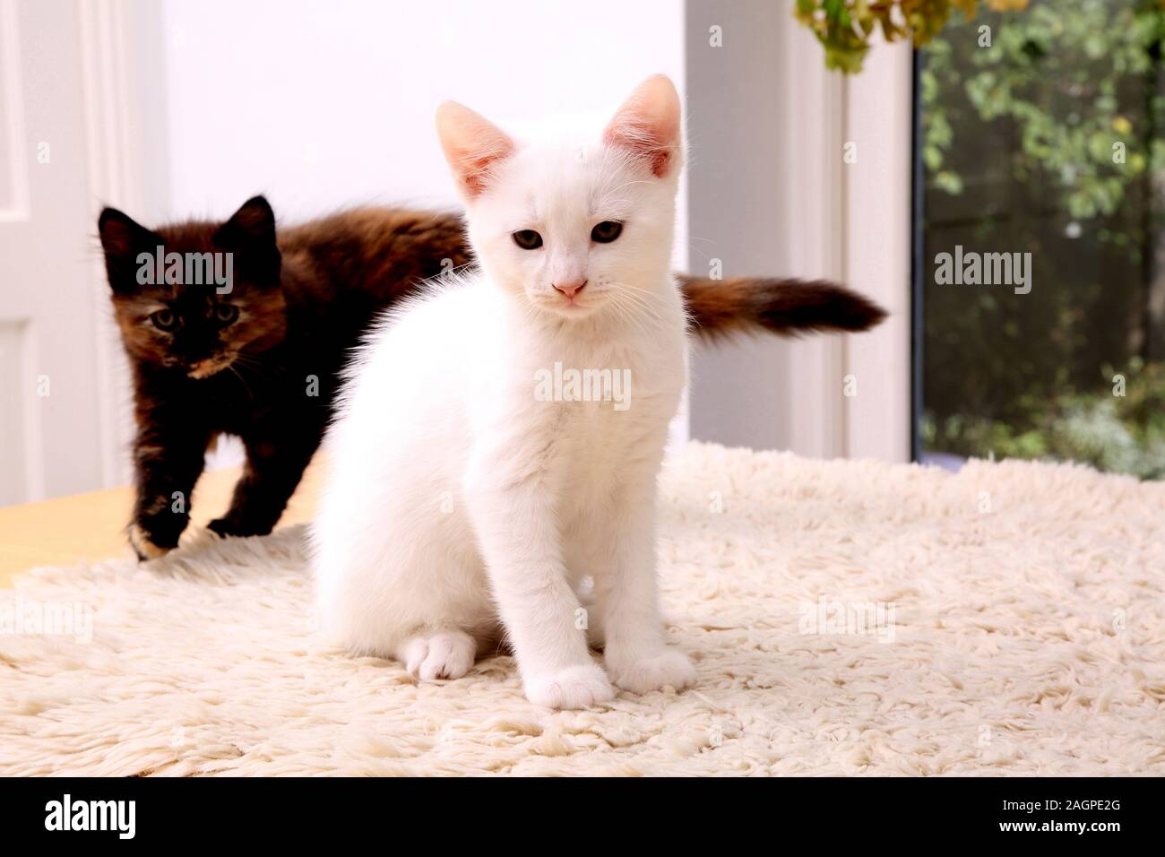 10 Week Old Kitten Turkish Angora Cross- White Male and Tortoiseshell Female Stock Photo