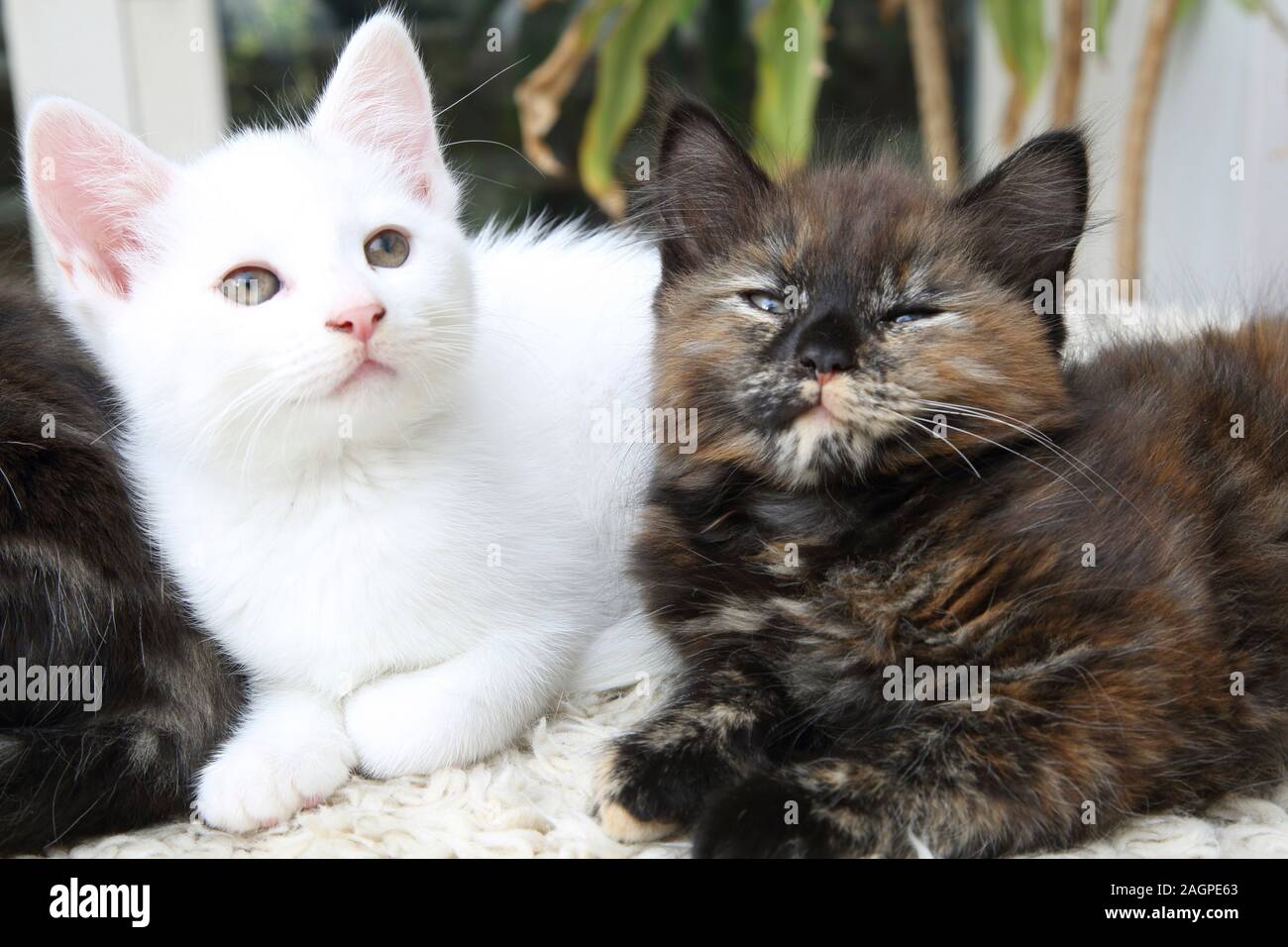 11 Weeks Old Turkish Angora Cross Kittens - White and Tortoiseshell Stock Photo