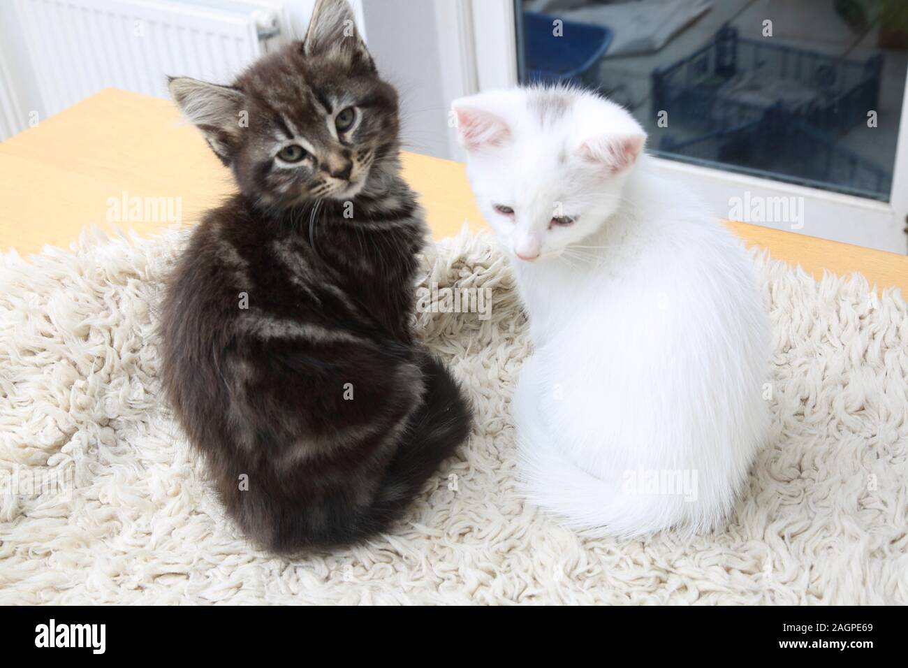 10 Week Old Kittens Turkish Angora Cross - One Tabby Male and one White Female Stock Photo
