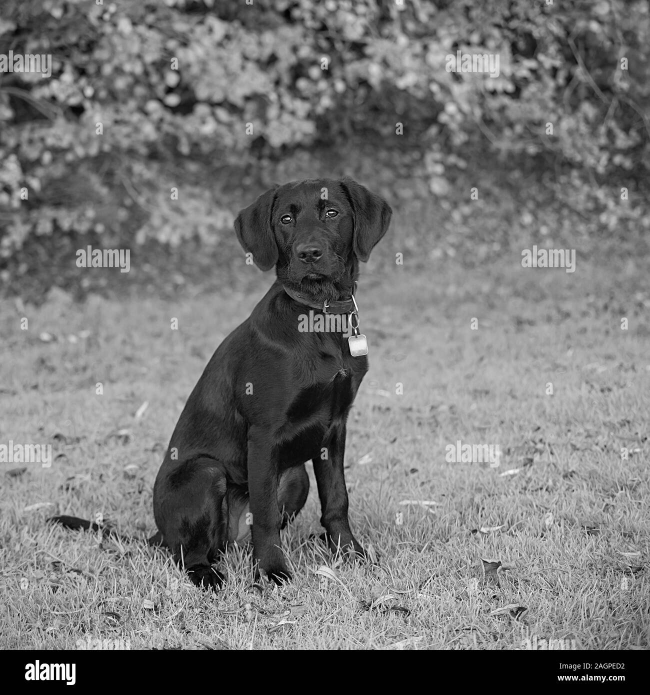 Against a blurred soft-focussed background, a young Labrador sits ready during outdoor training, eyes bright and fixed, anticipating a call to action. Stock Photo