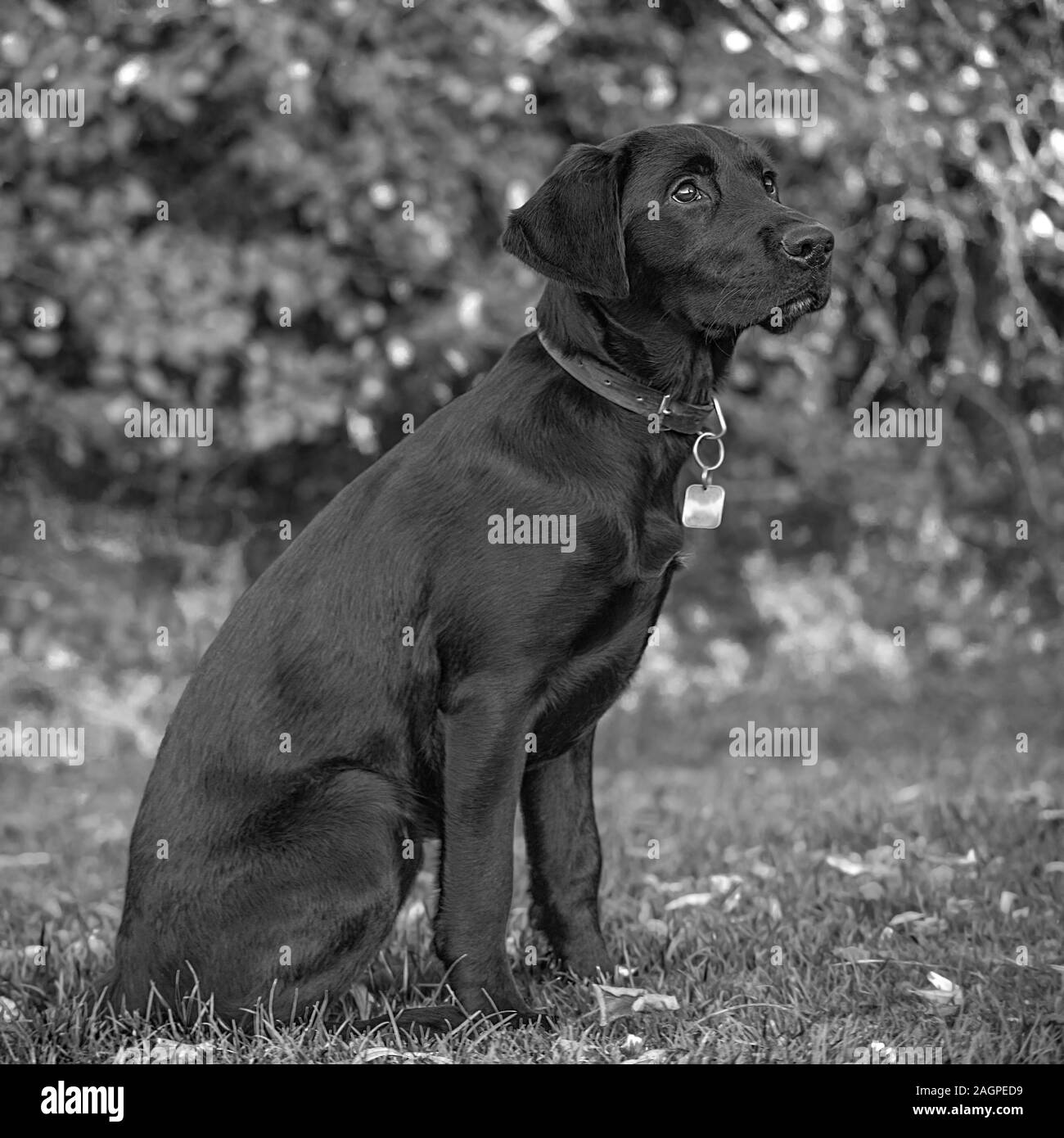 Against a blurred soft-focussed background, a young Labrador sits ready during outdoor training, eyes bright and fixed, apprehending the next command. Stock Photo