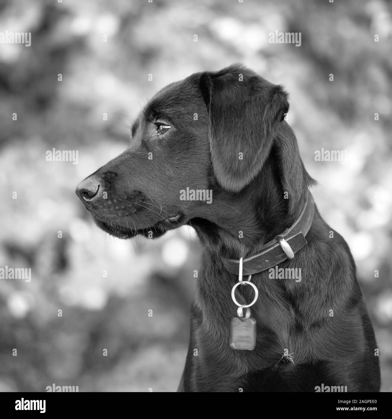 Against a blurred soft-focussed background, a young Labrador is distracted during outdoor training, her eyes fixed on something she finds interesting. Stock Photo