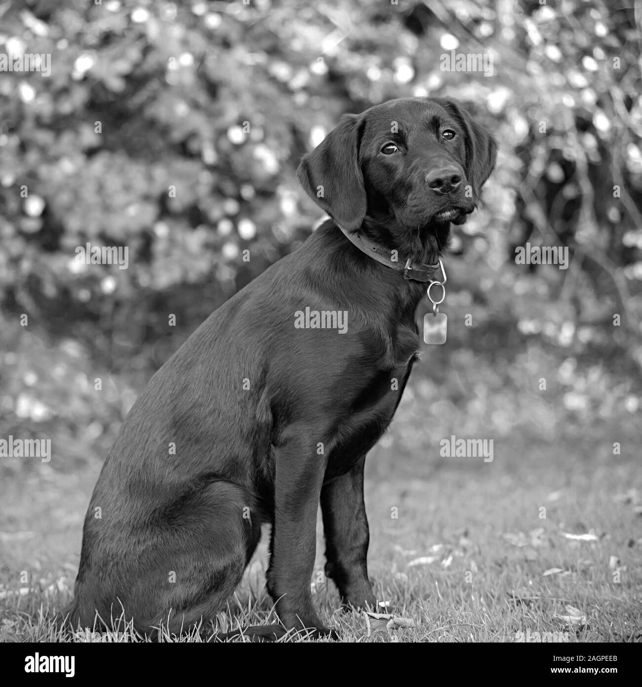 Against a blurred soft-focussed background, a young Labrador sits ready during outdoor training, eyes bright and fixed, anticipating the next command. Stock Photo