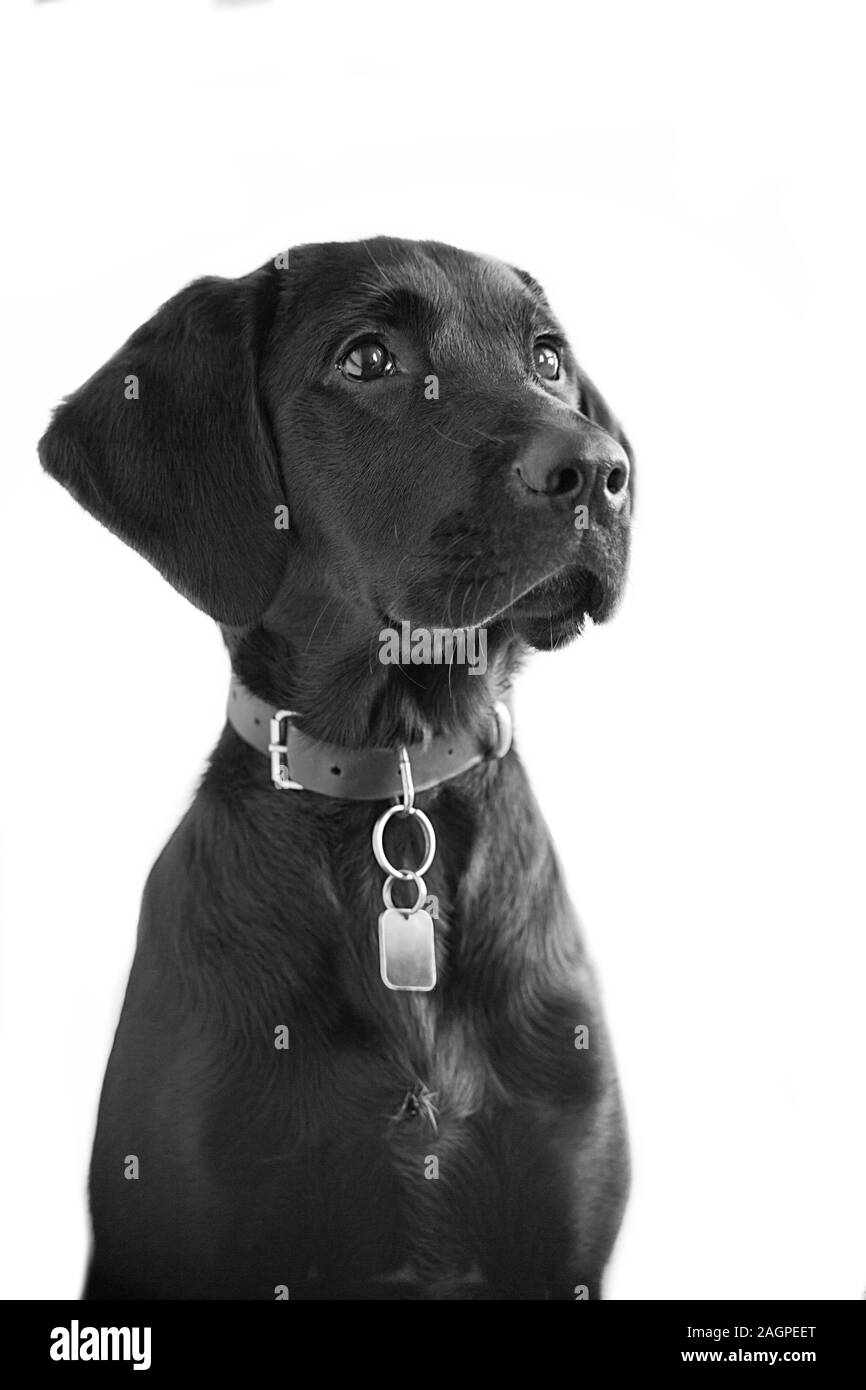 Against a white background, a small, young, very alert Labrador sits ready during indoor training, eyes brightly fixed, anticipating the next command. Stock Photo