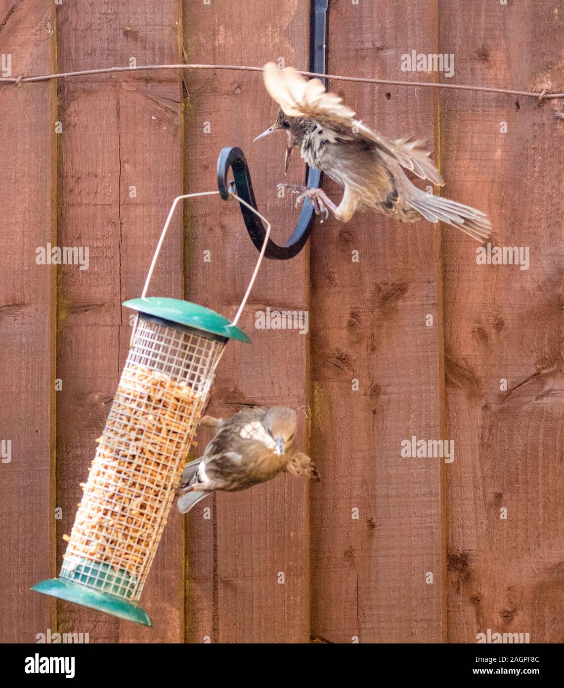 Starling birds eat from a bird feeder in a typical garden, in the