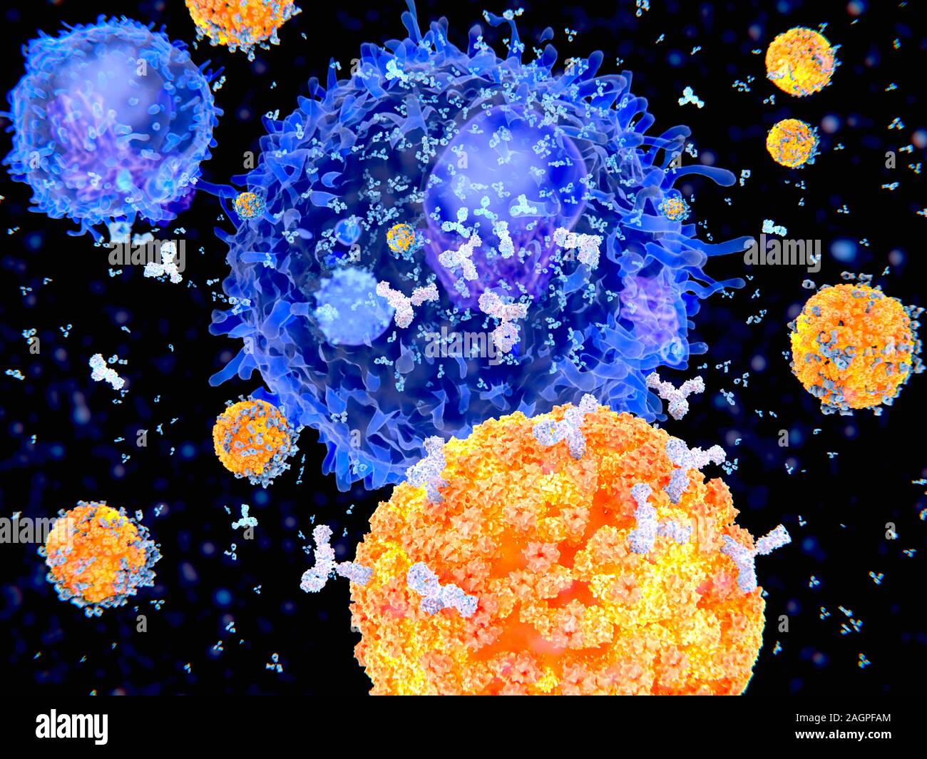Immune cells hires stock photography and images Alamy