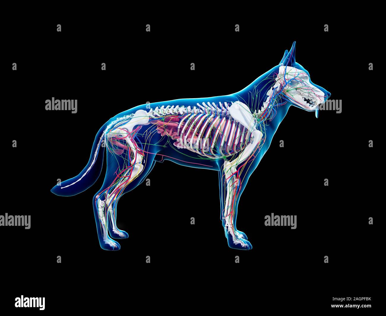Dog anatomy, computer illustration Stock Photo Alamy
