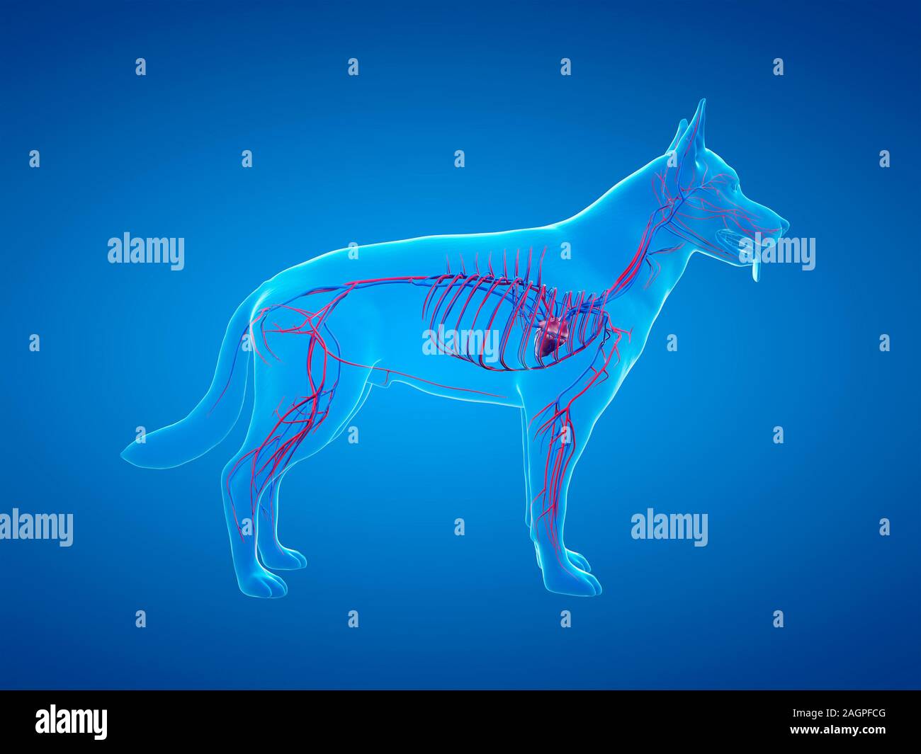 Dog Vascular System High Resolution Stock Photography And Images Alamy